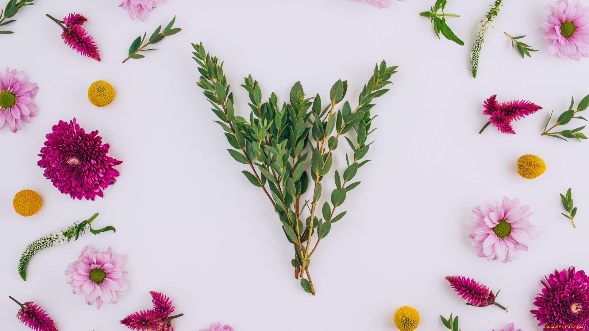 цветы, разные, вместе, background, хризантемы, floral, frame, pink, flowers