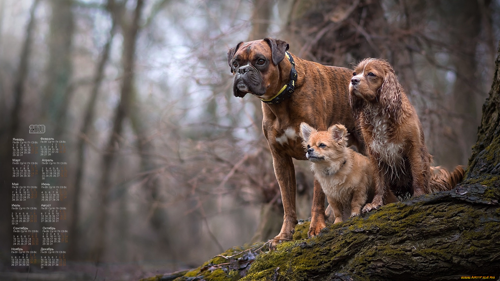 календари, животные, взгляд, 2018, собака, трое