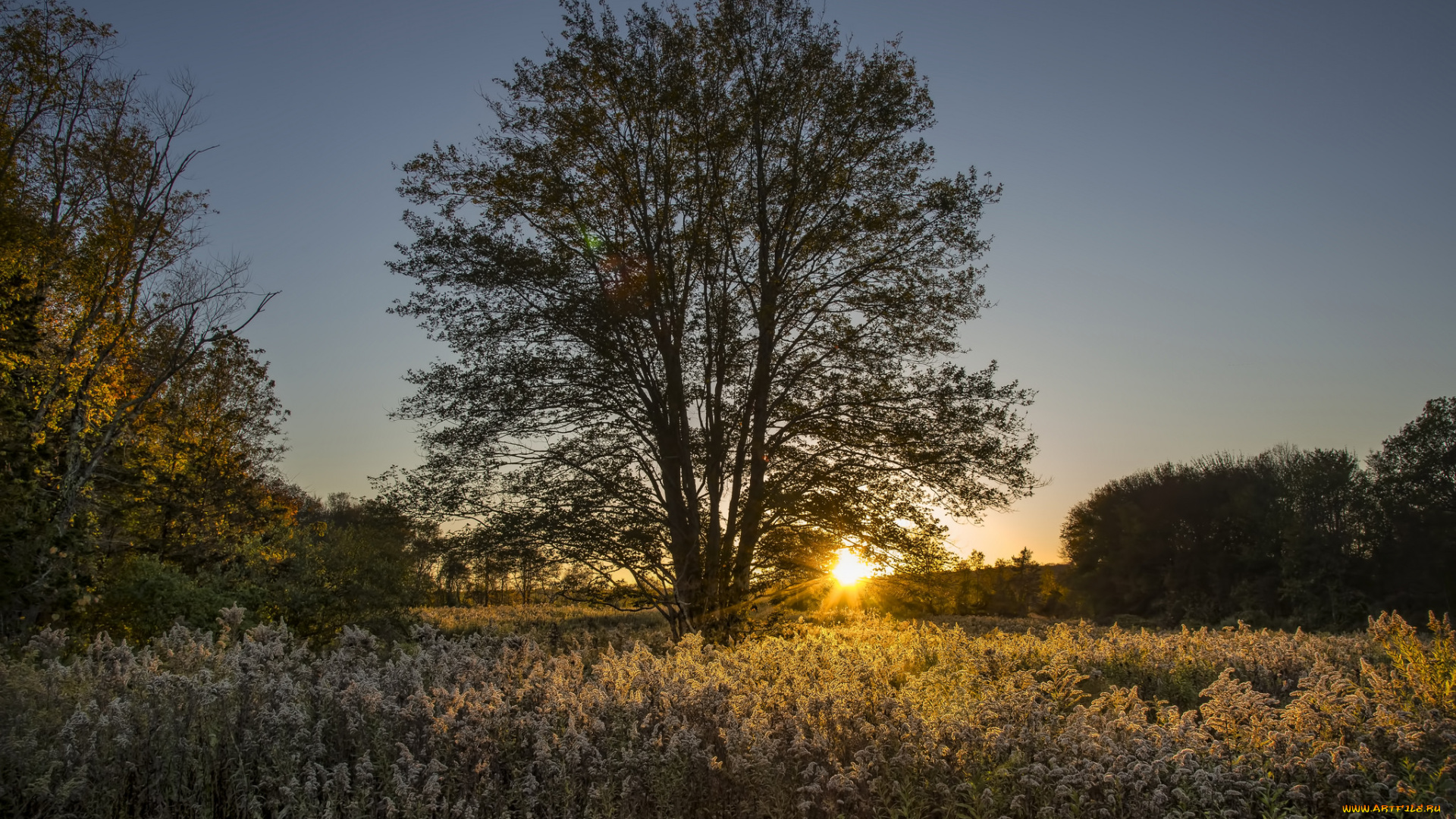природа, деревья, простор