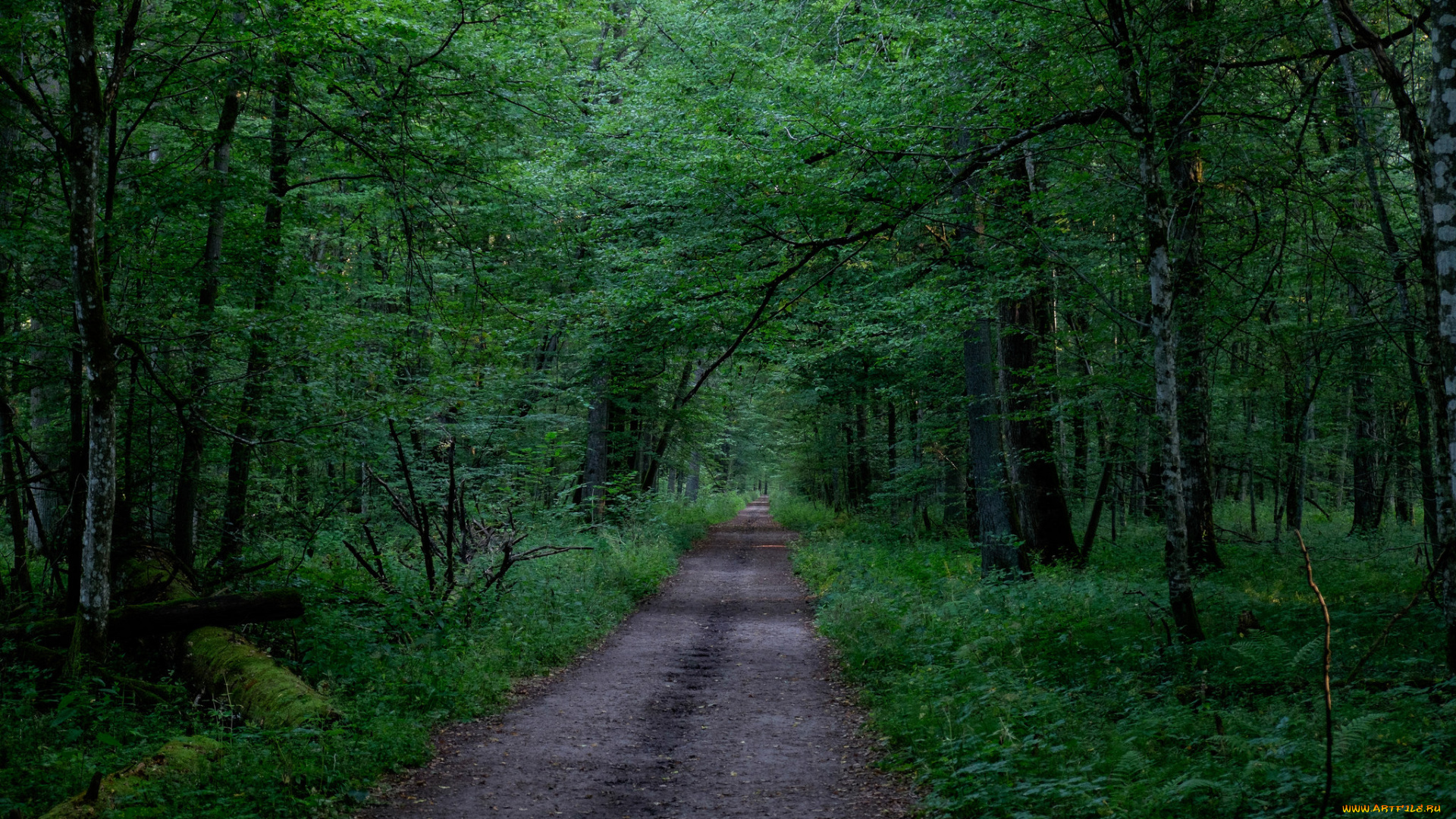 природа, дороги, простор