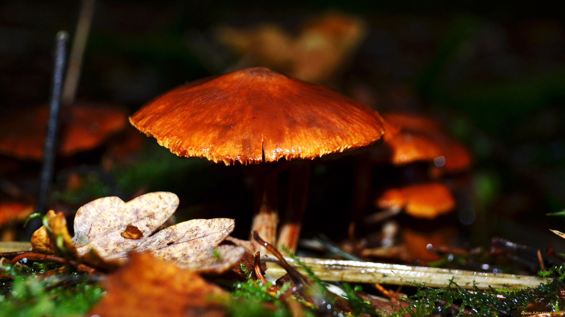 природа, грибы, шляпка