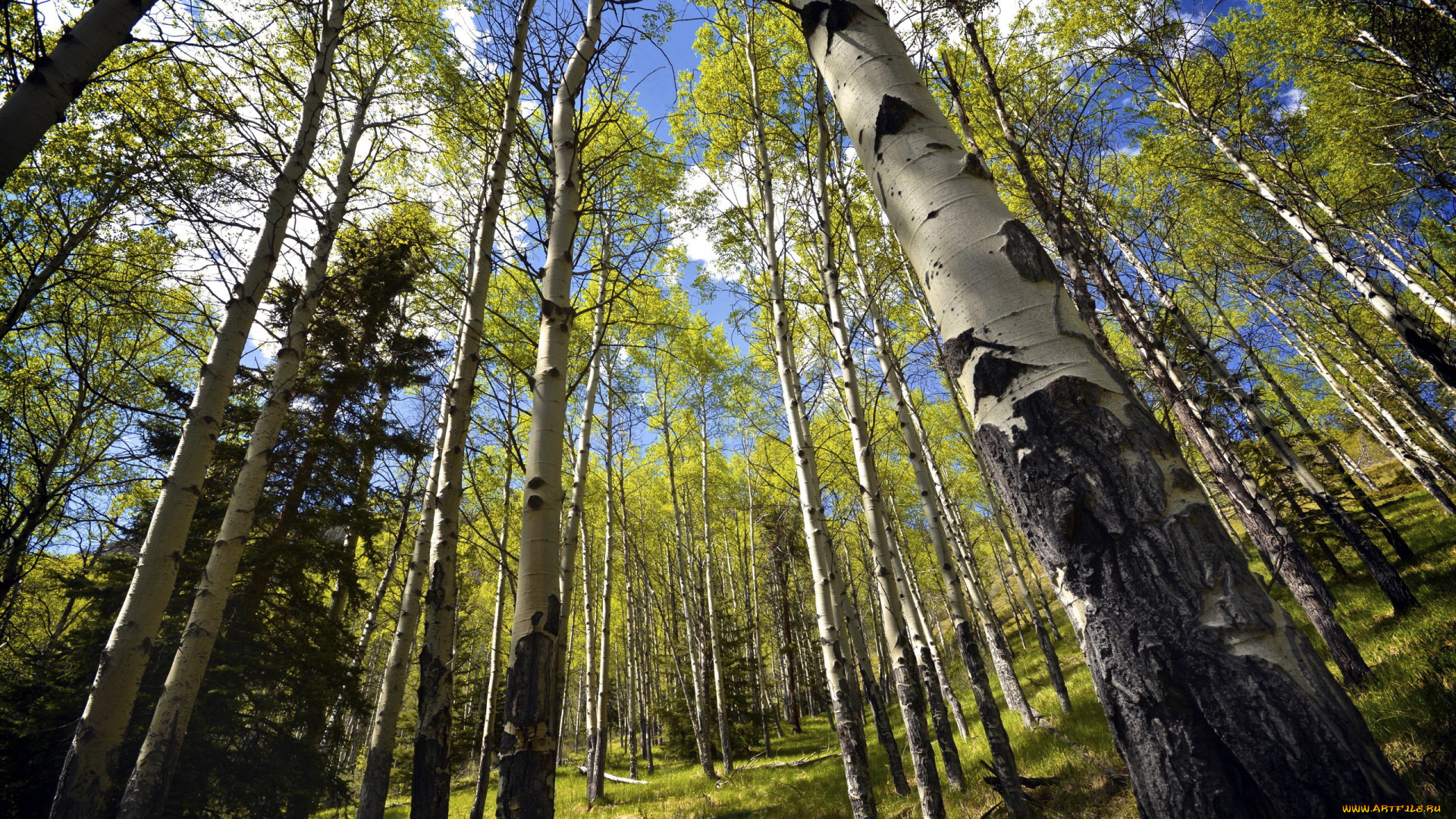 природа, лес, березы