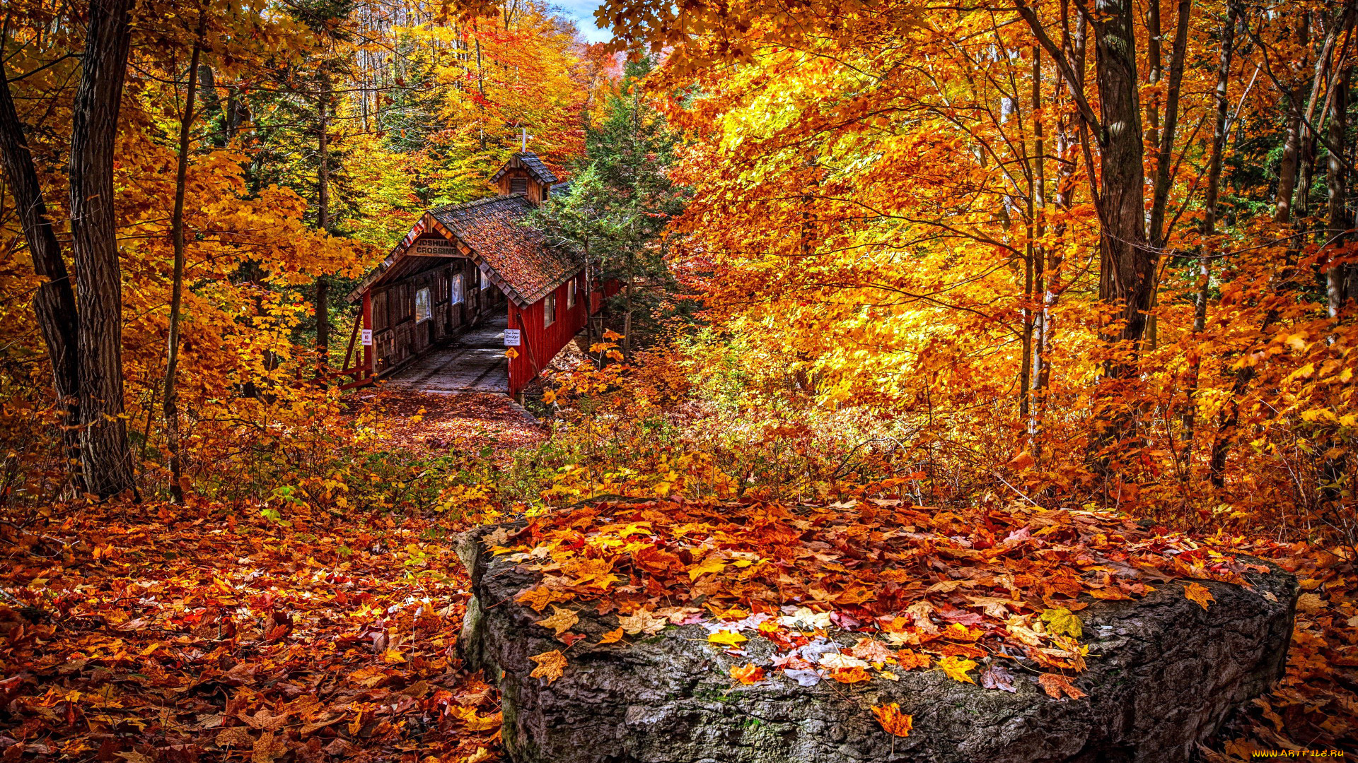 природа, лес, осень, листопад