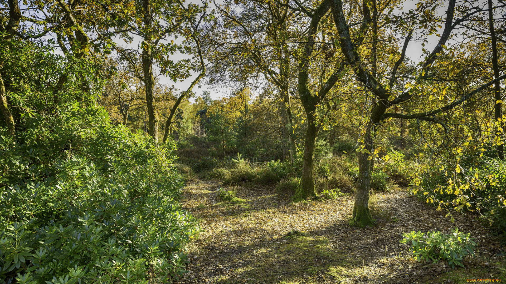 природа, лес, простор