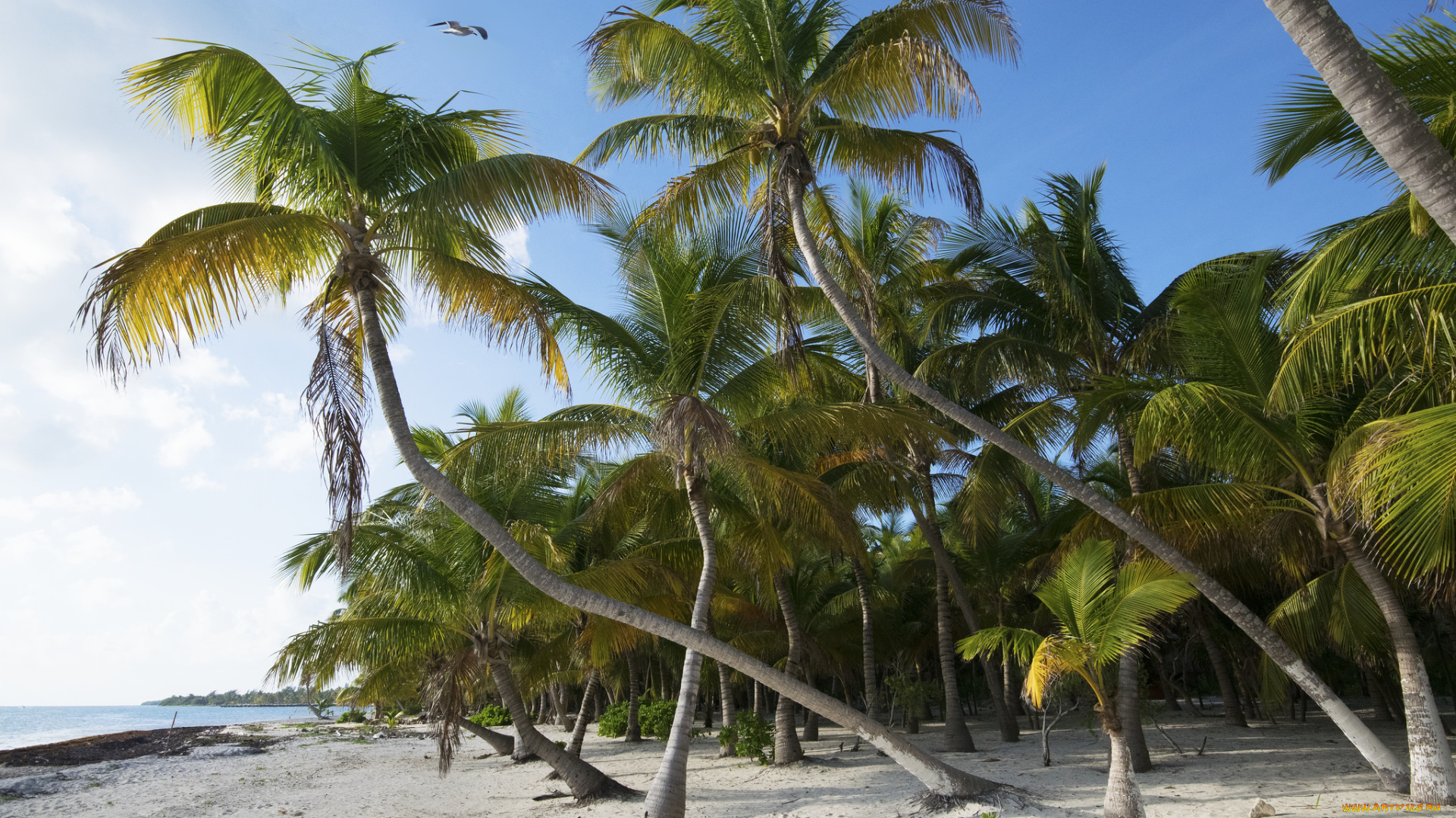 природа, тропики, простор