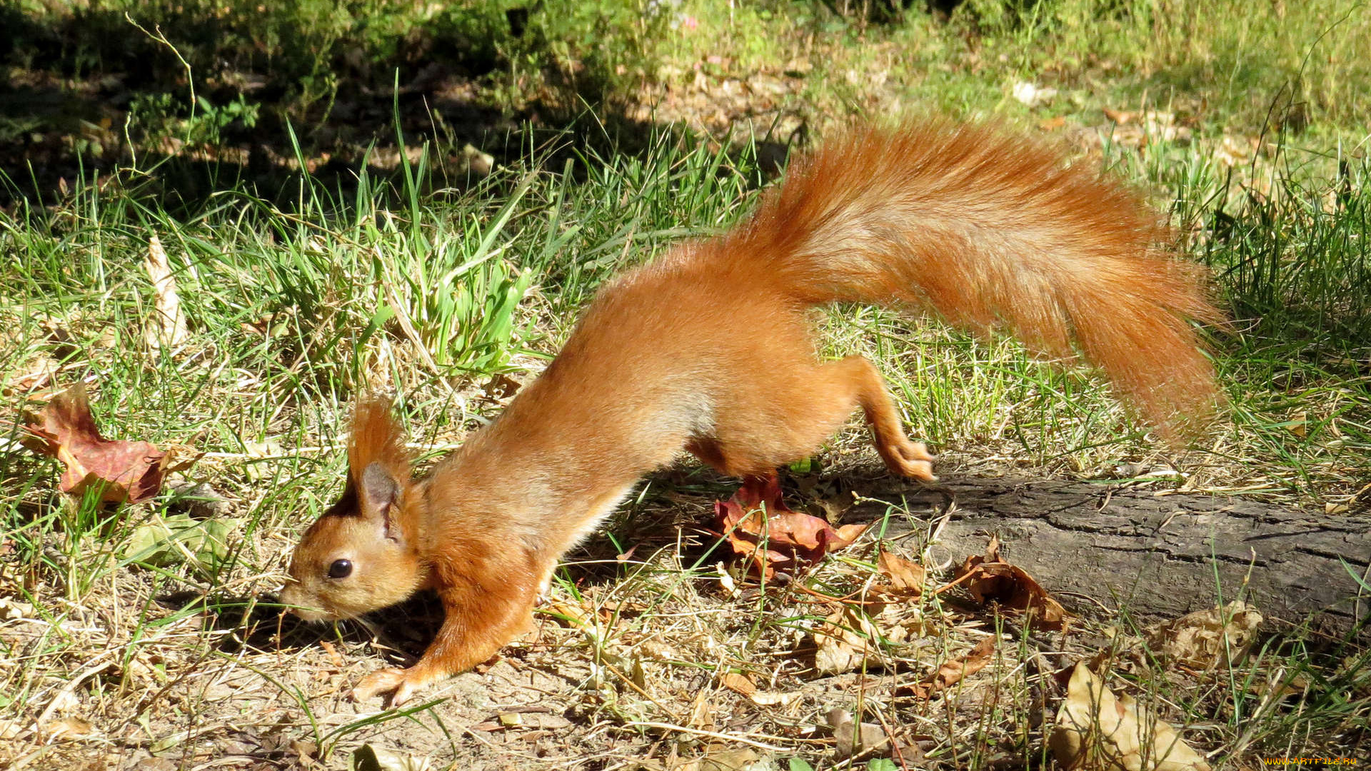 животные, белки, профиль