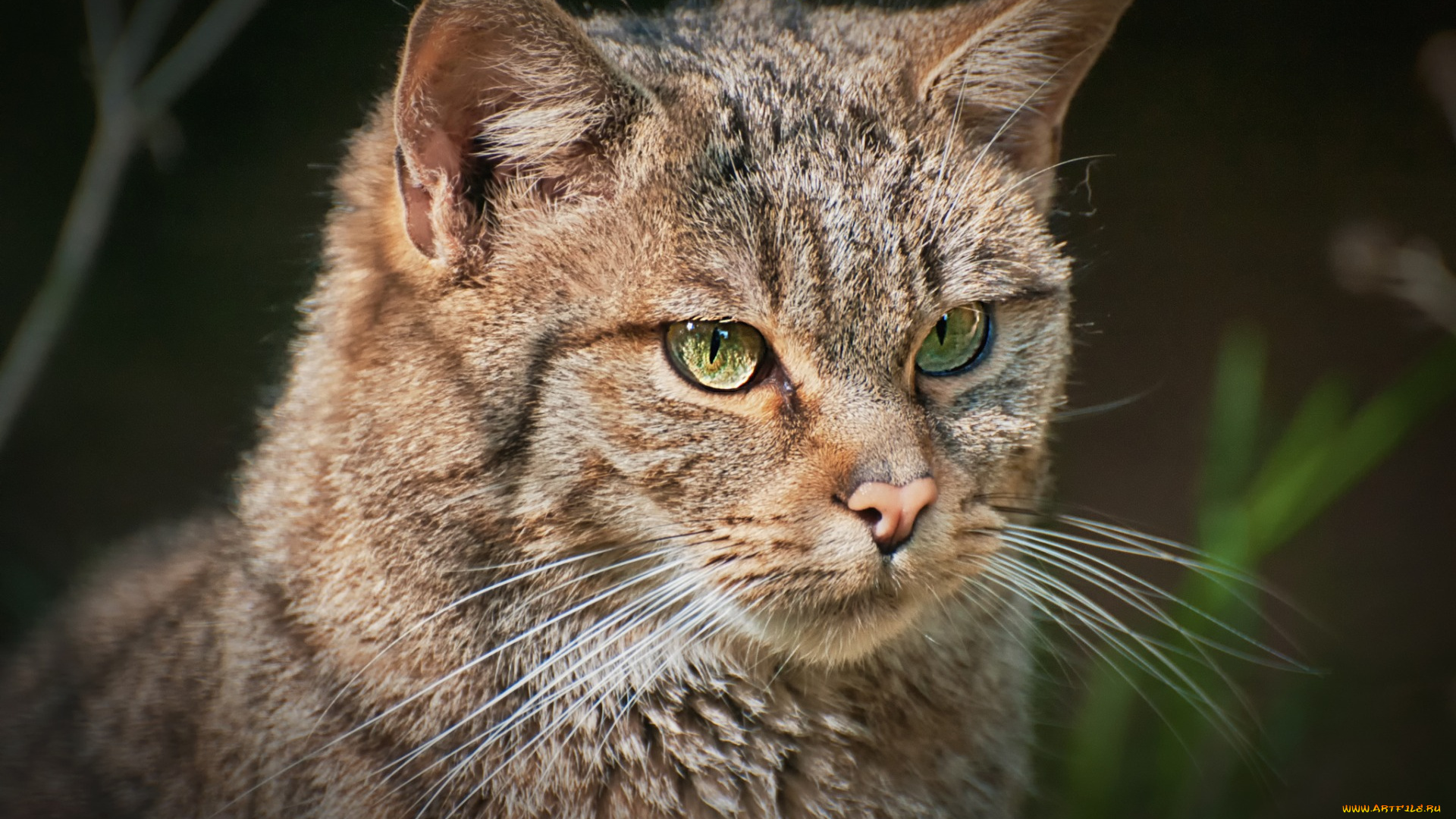 животные, коты, морда