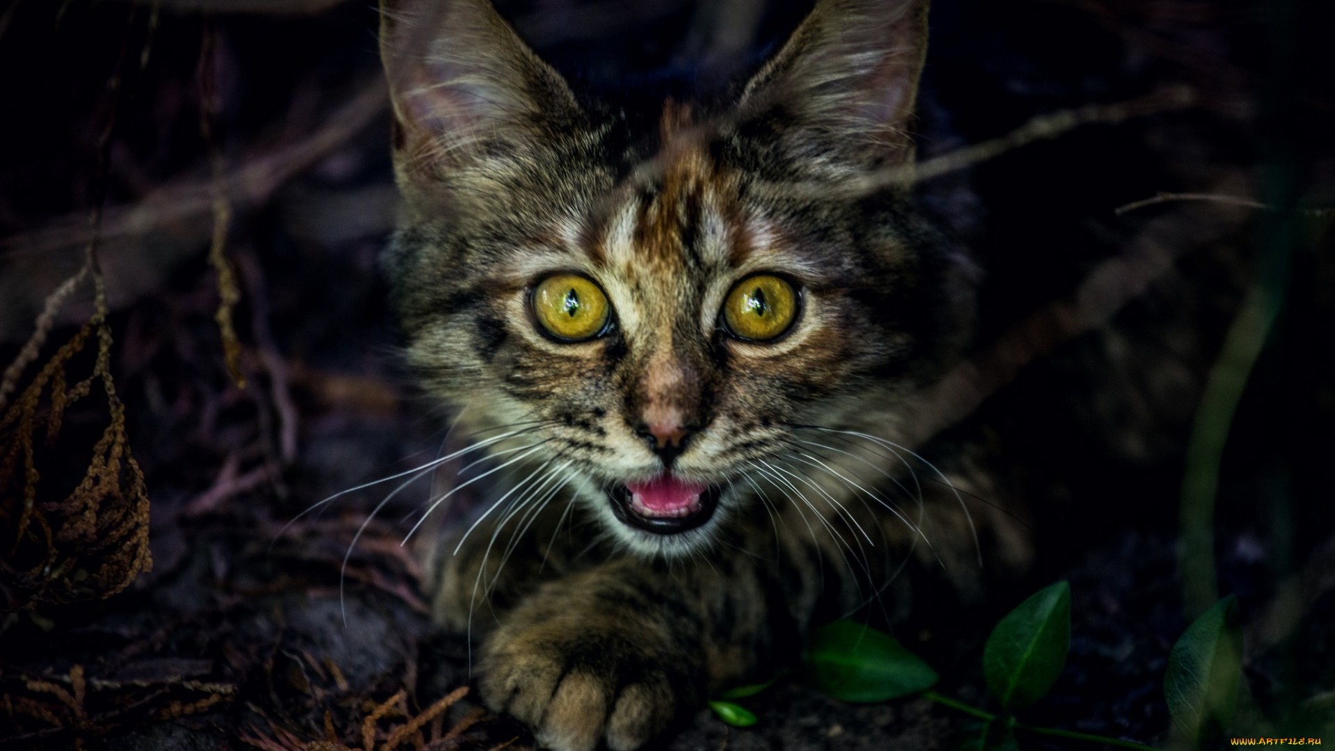 животные, коты, взгляд