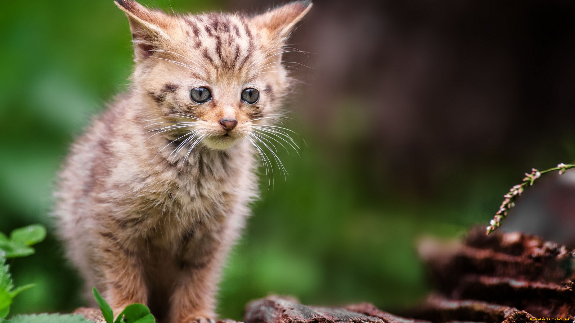 животные, коты, взгляд