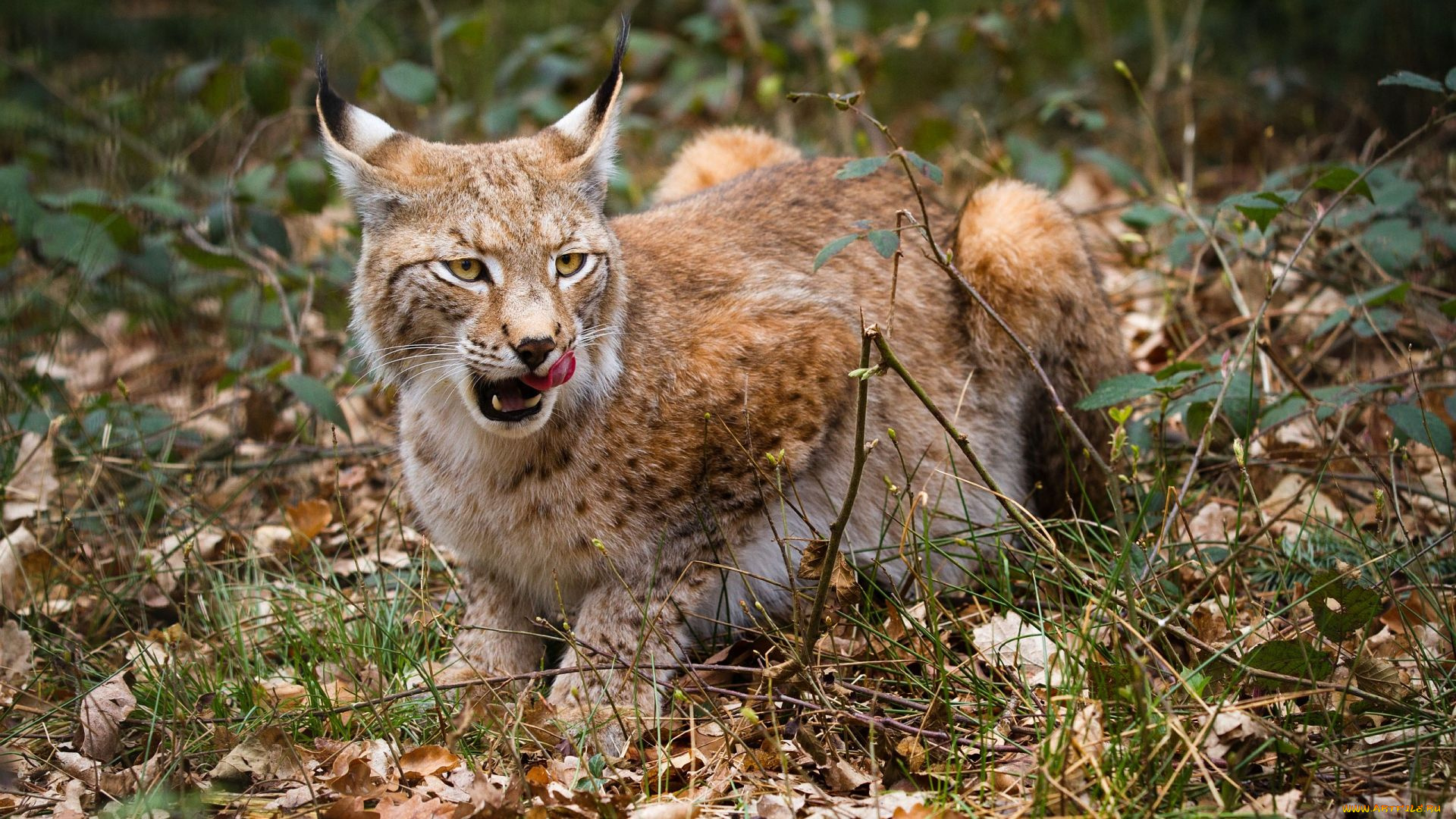 животные, рыси, взгляд