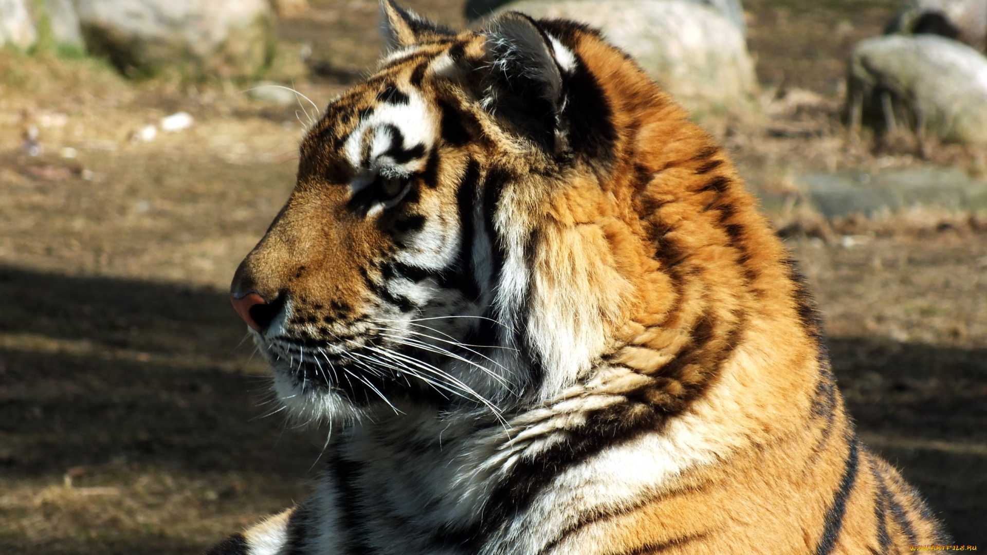 животные, тигры, профиль