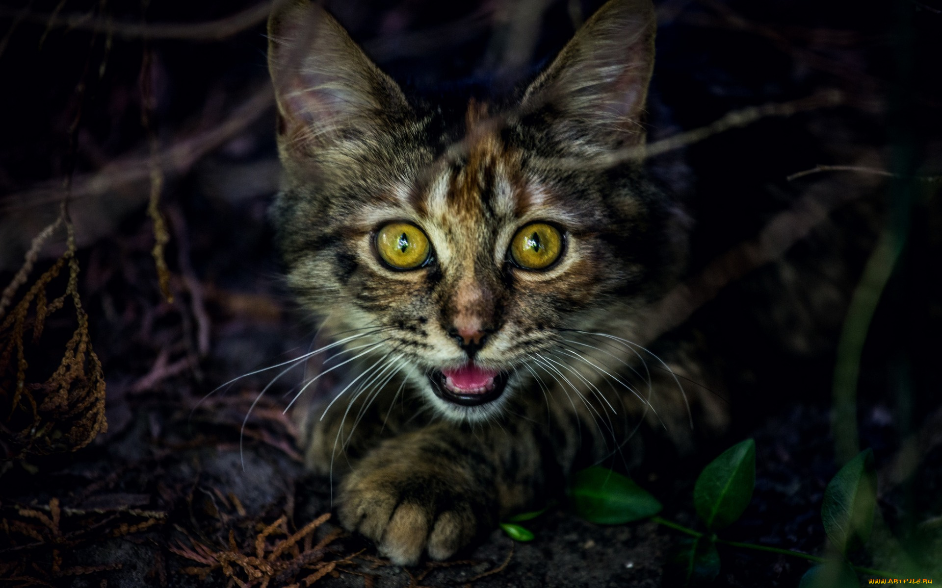 животные, коты, взгляд