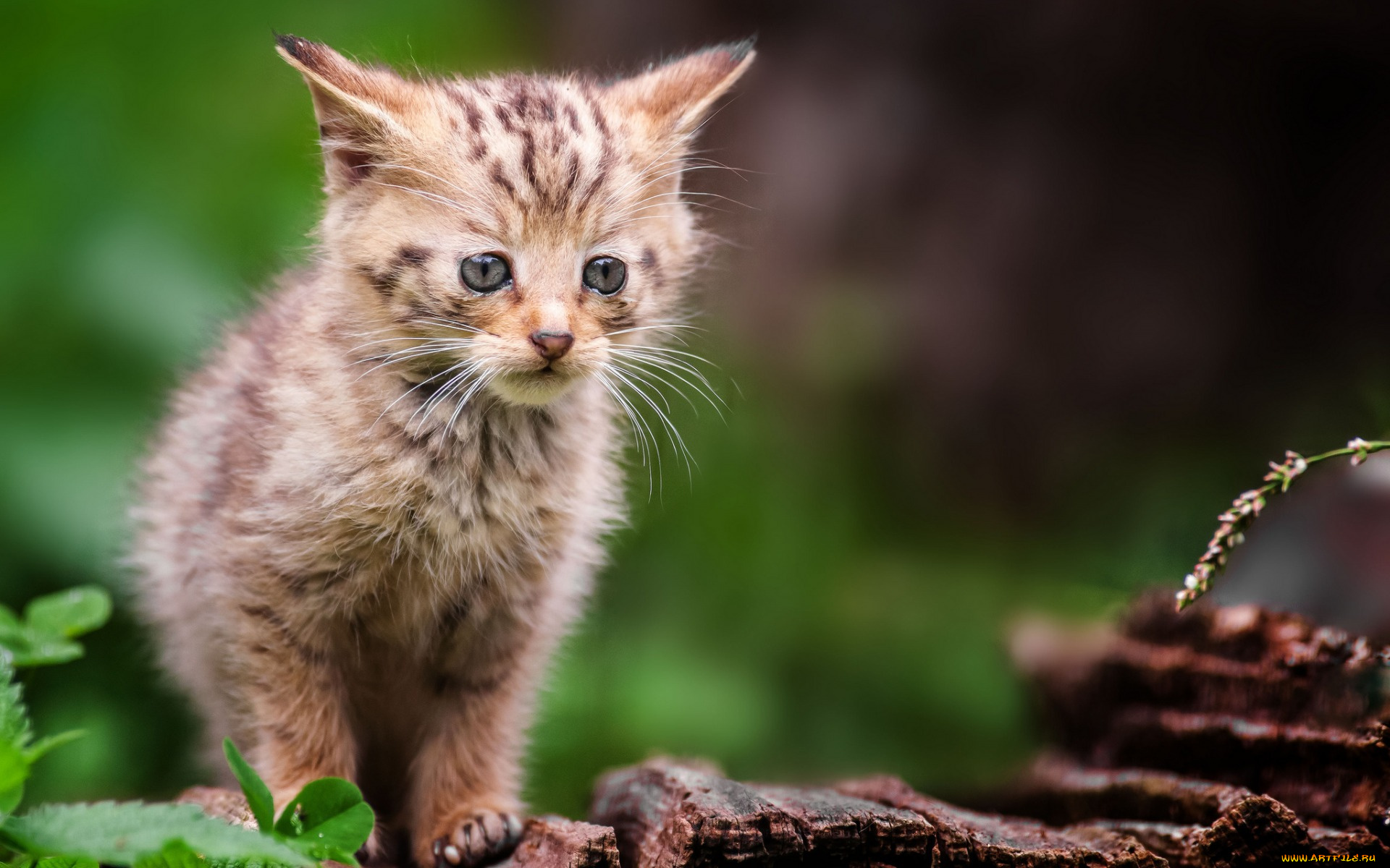 животные, коты, взгляд