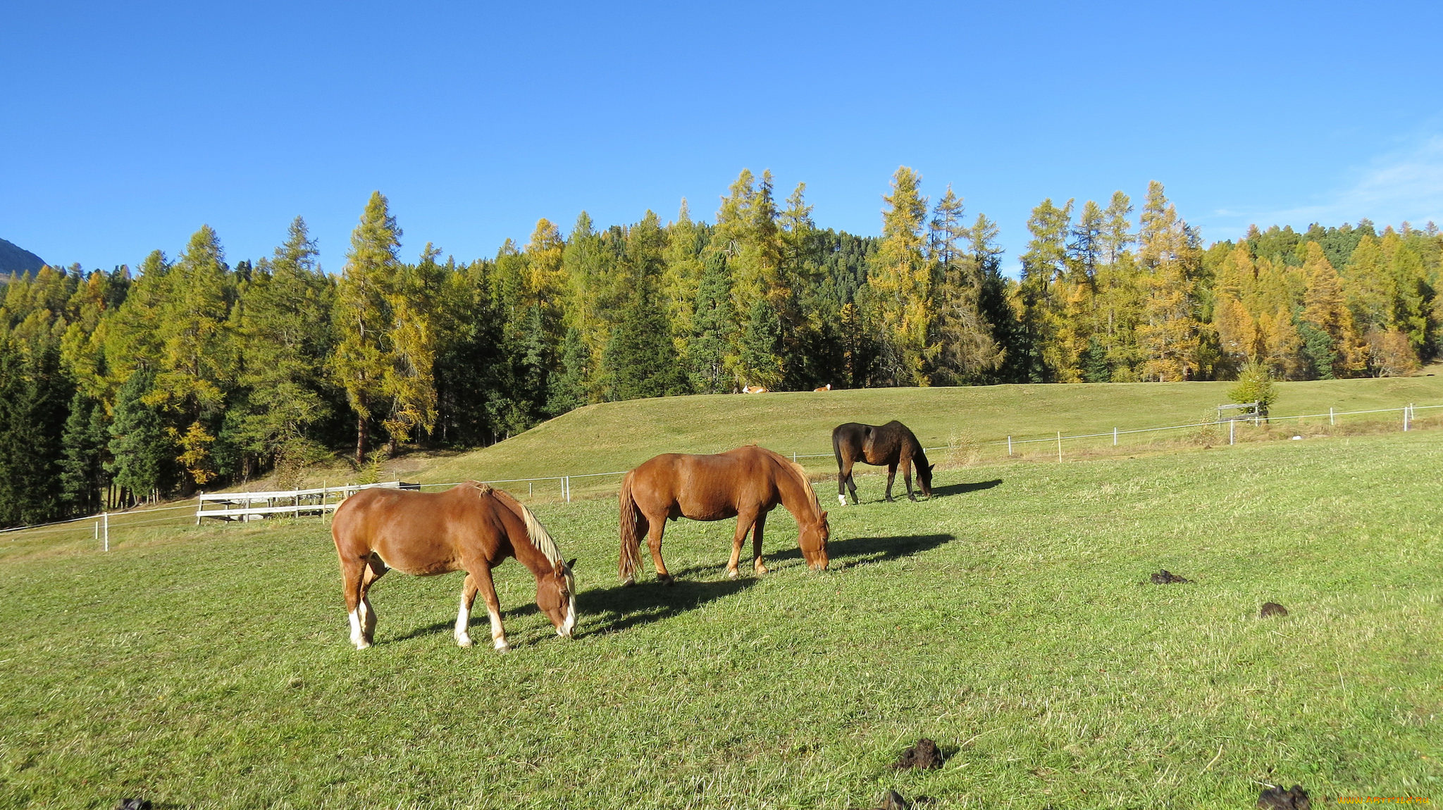животные, лошади, луг, лес