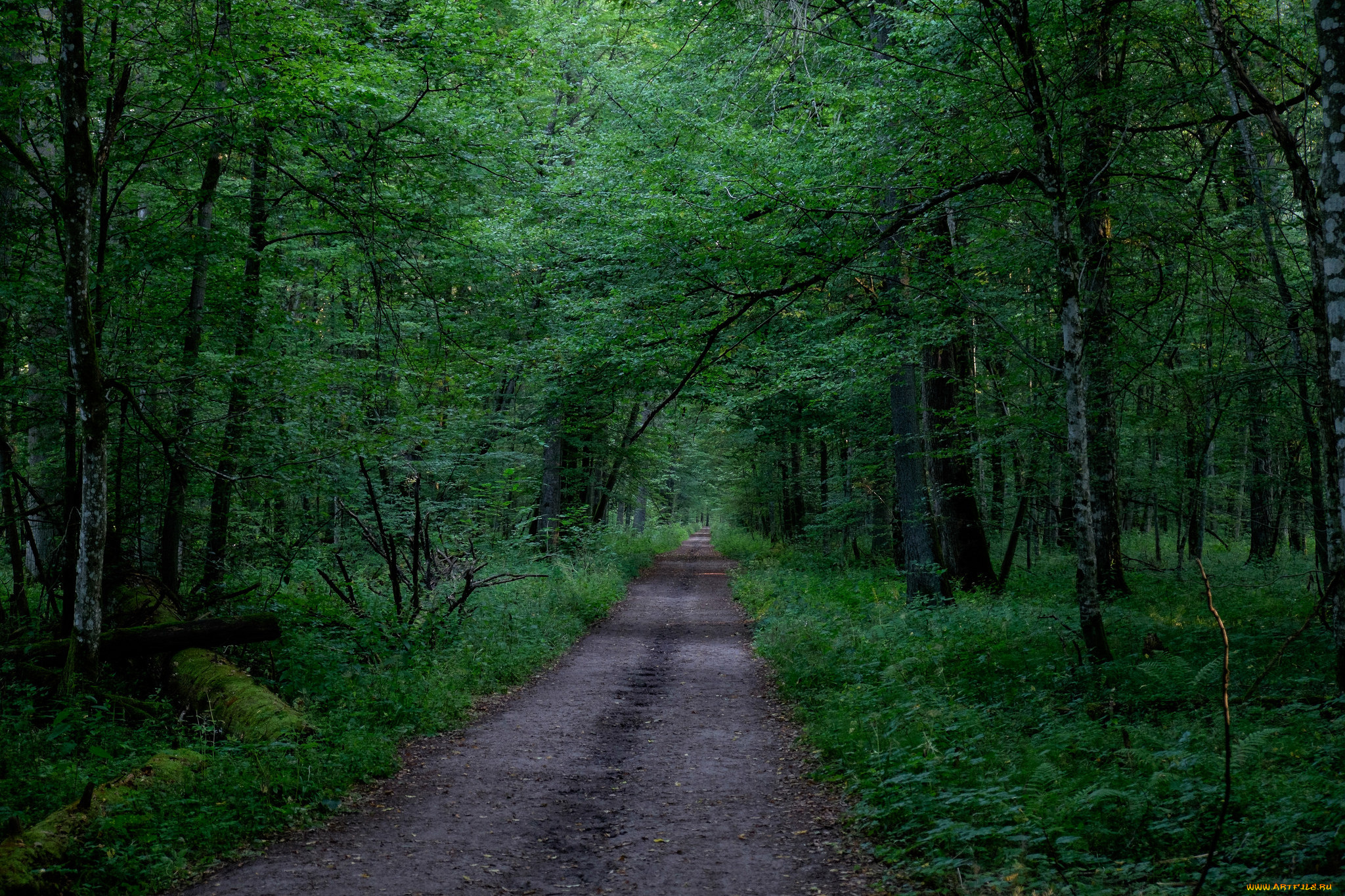 природа, дороги, простор