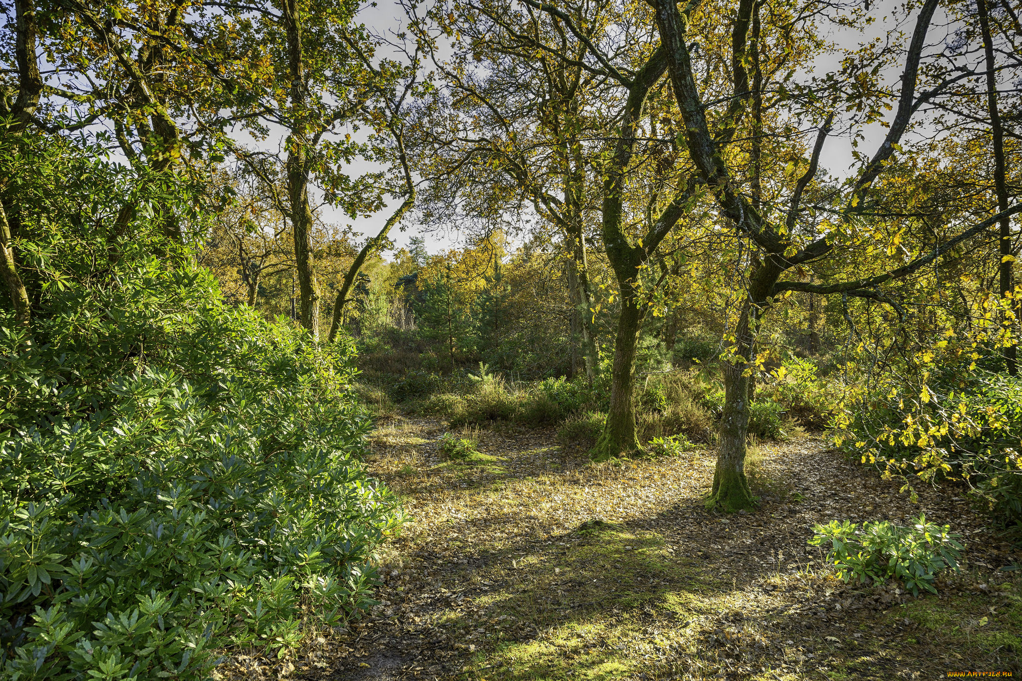 природа, лес, простор