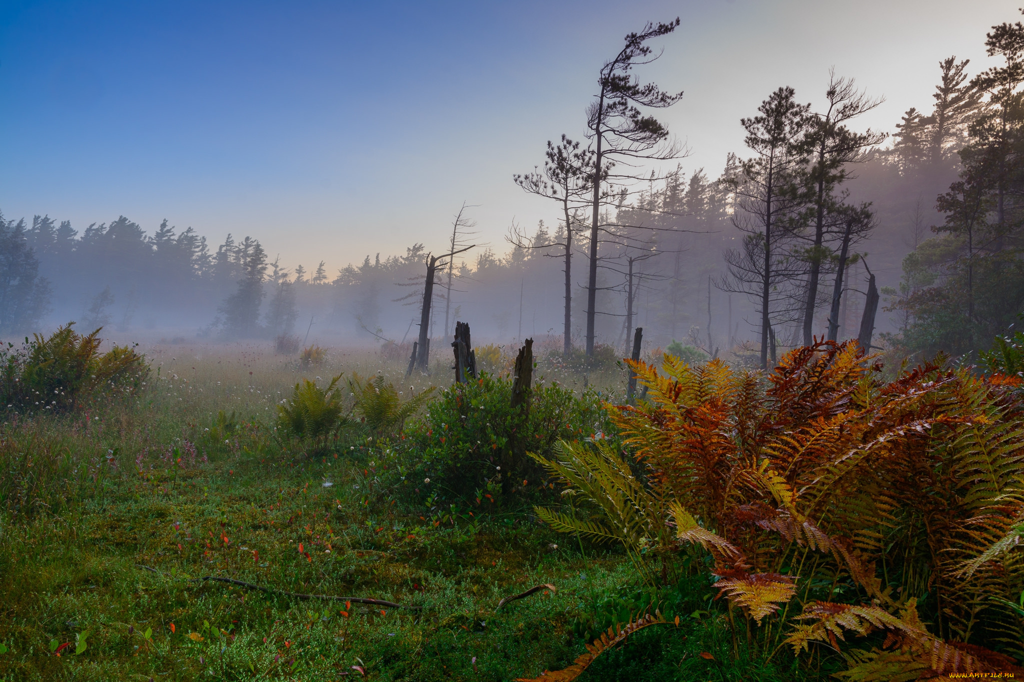 природа, лес, простор