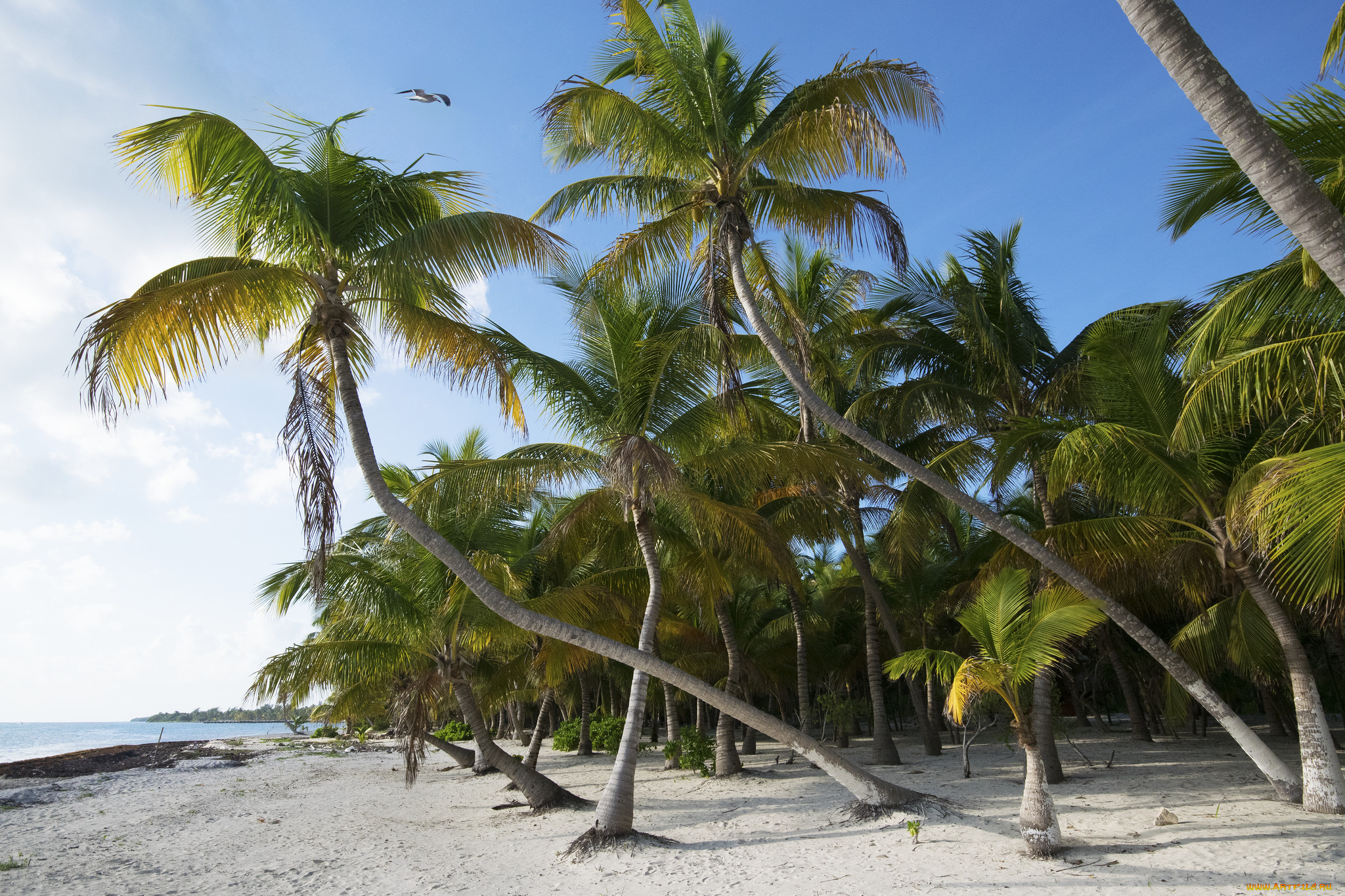 природа, тропики, простор