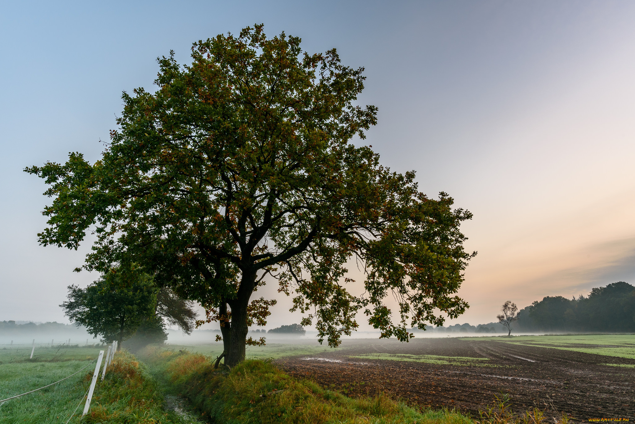 природа, деревья, простор