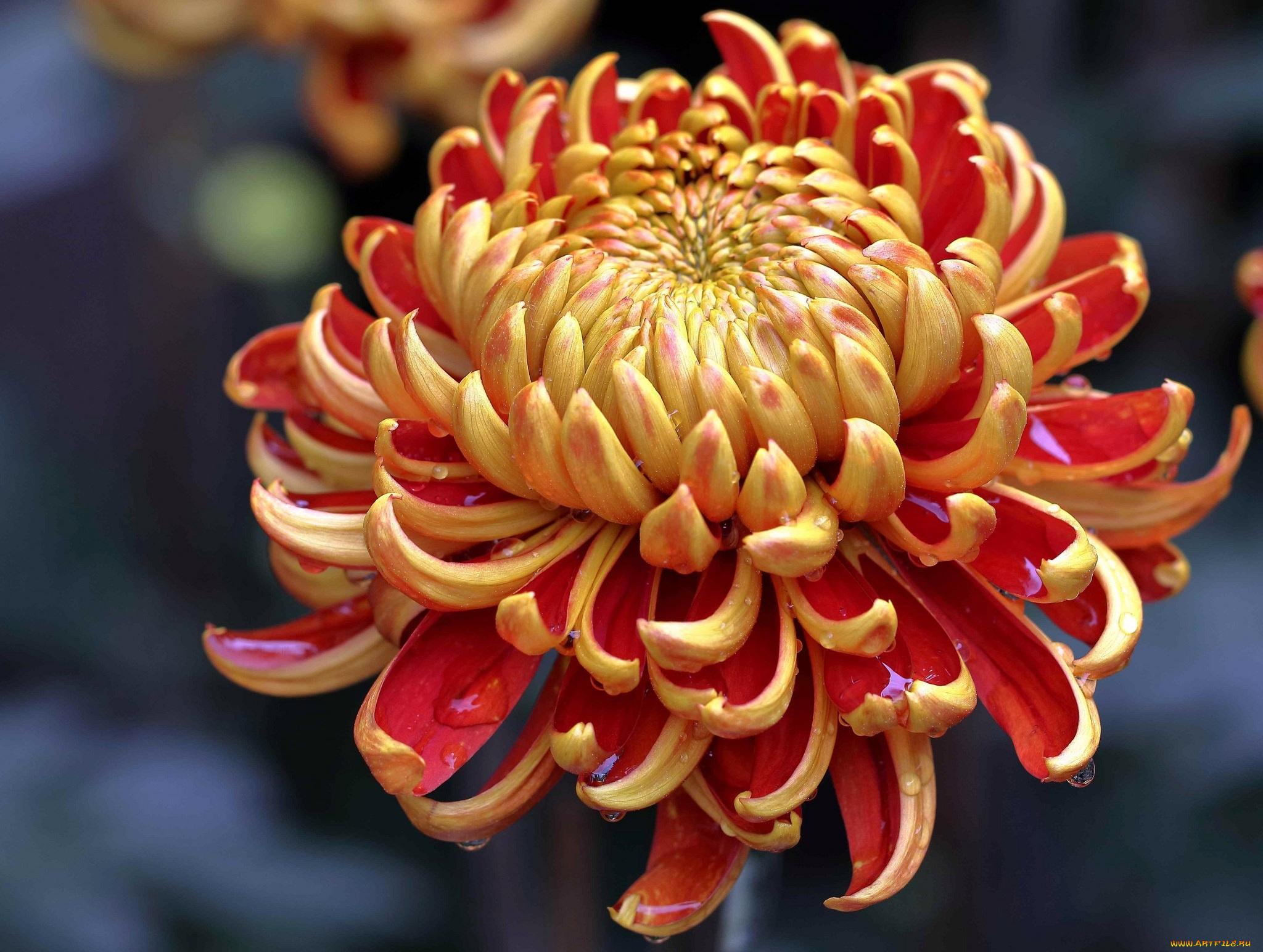 цветы, хризантемы, макро, лепестки, хризантема, капли