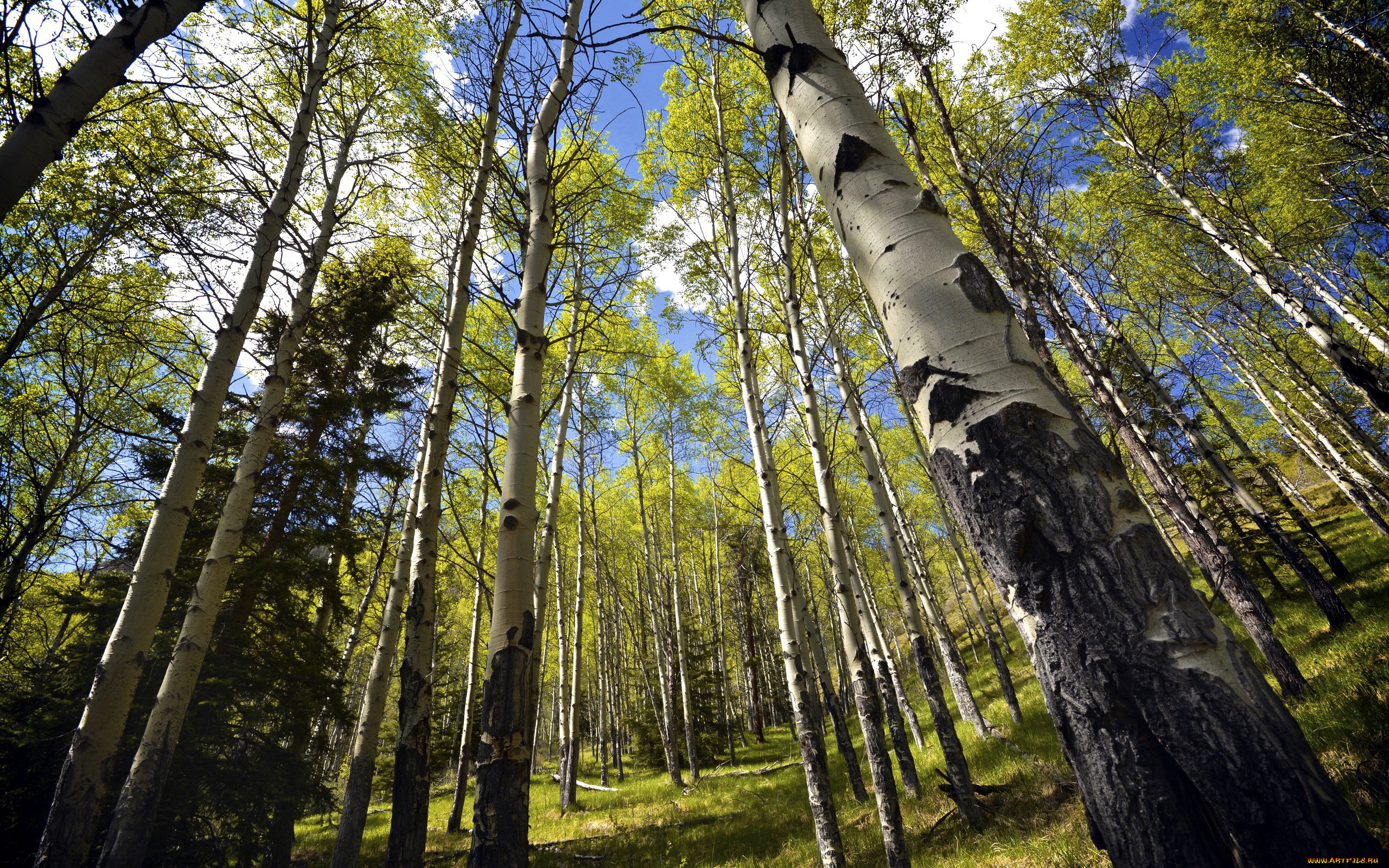 природа, лес, березы