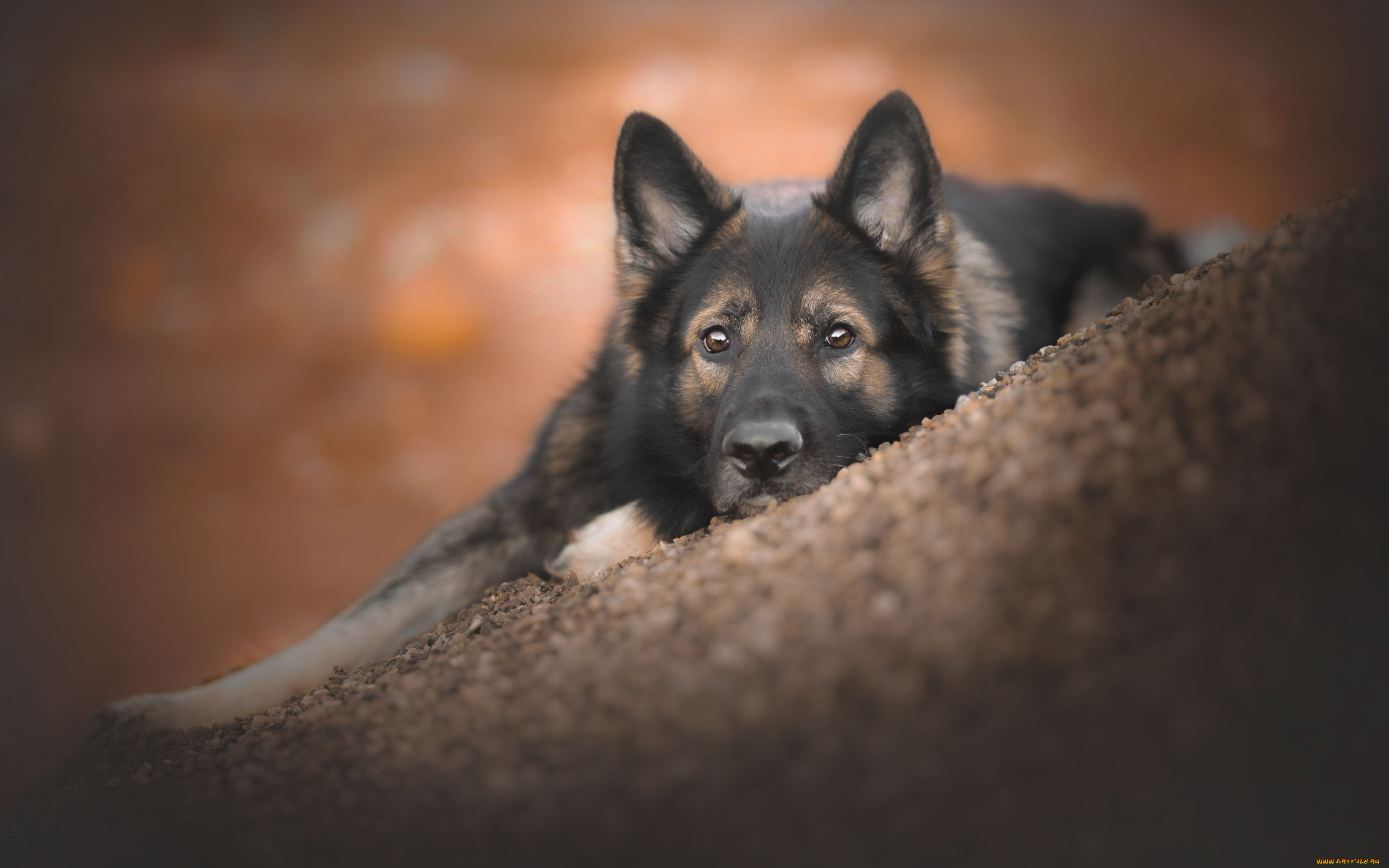 животные, собаки, боке, взгляд, морда, собака, овчарка