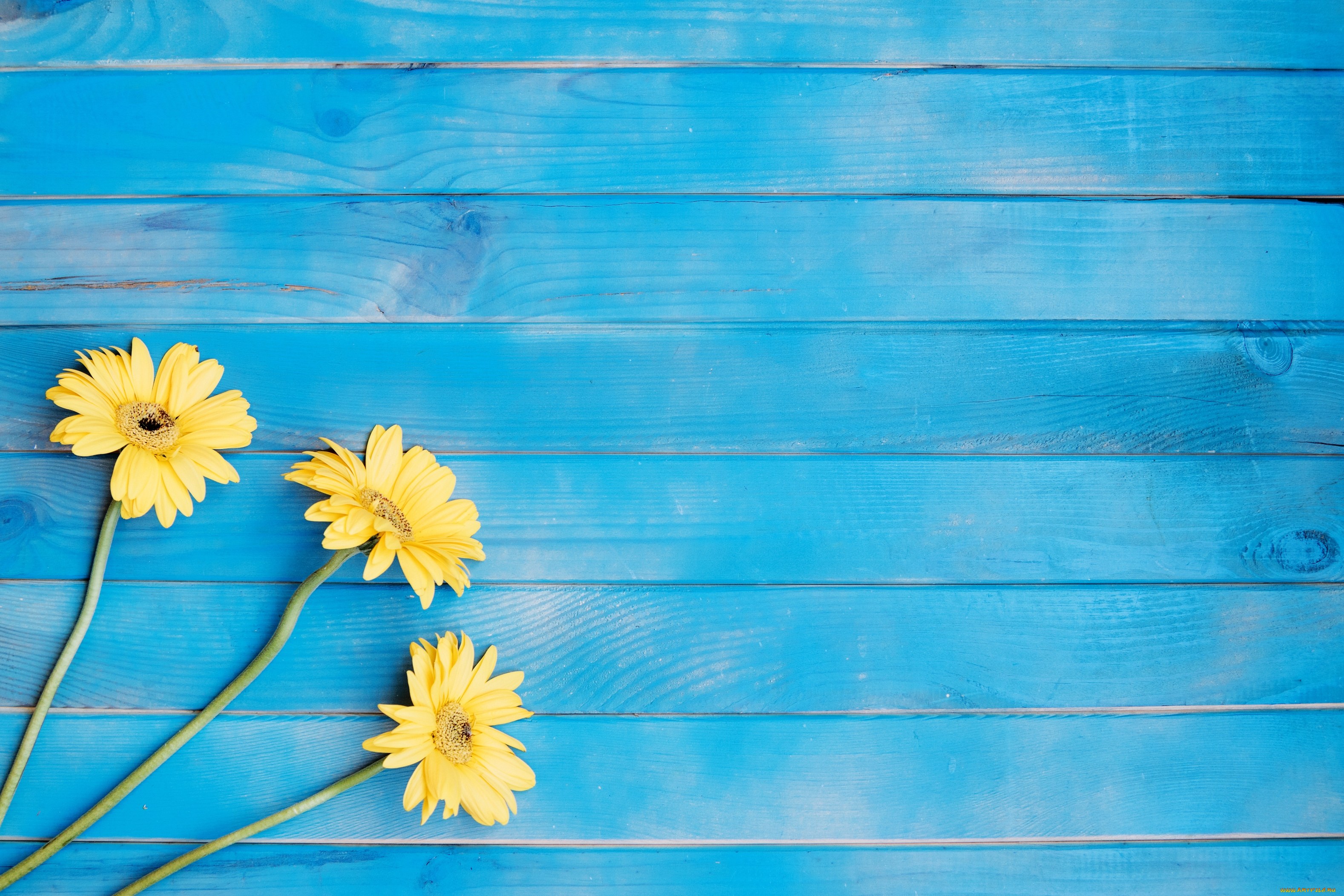 цветы, герберы, гербера, желтые