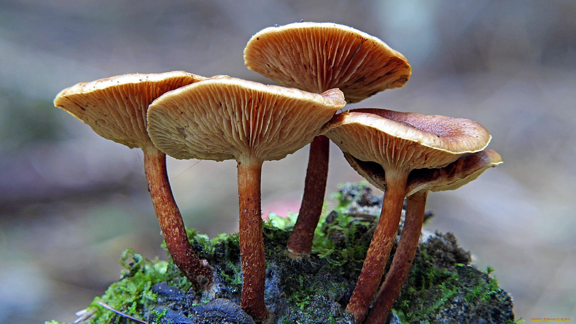 природа, грибы, семейка, грибная