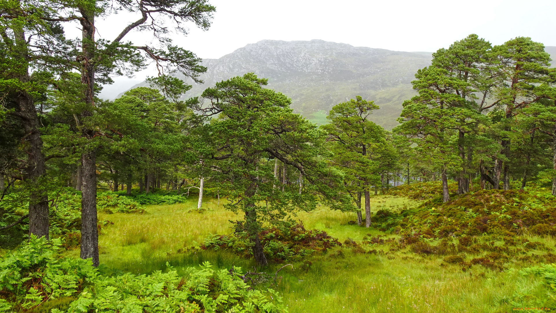 природа, лес, простор