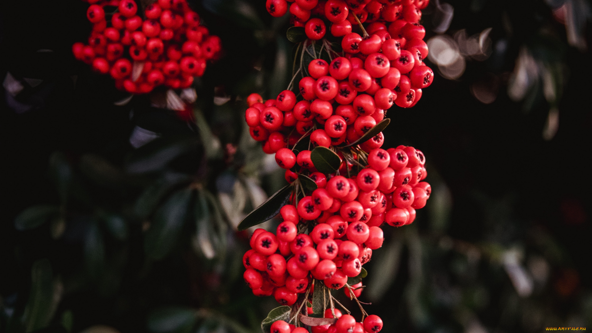природа, ягоды, , рябина, гроздь