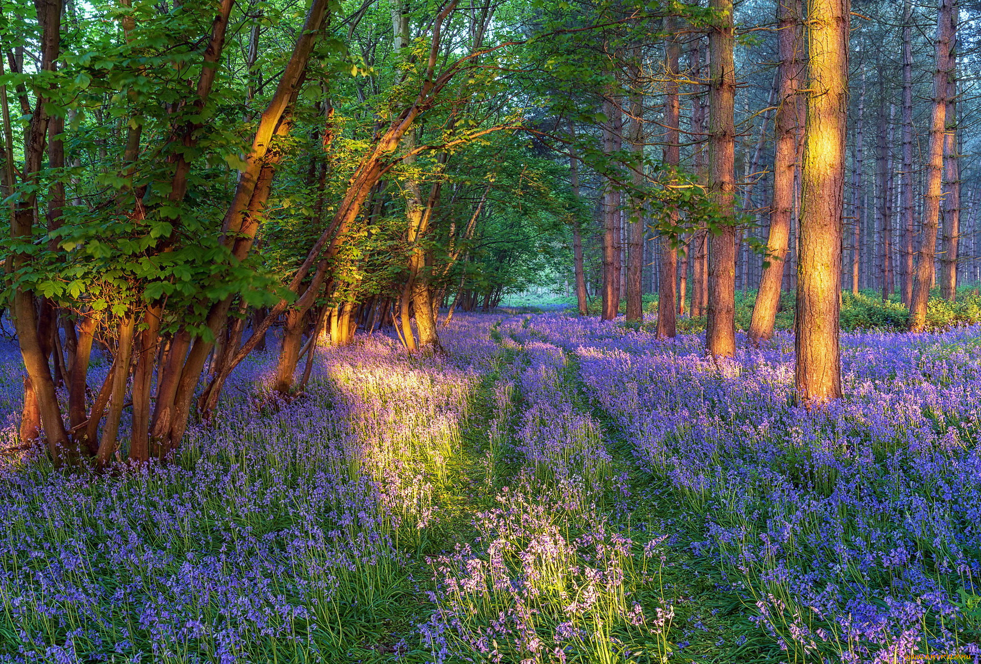 природа, лес, весна, цветы