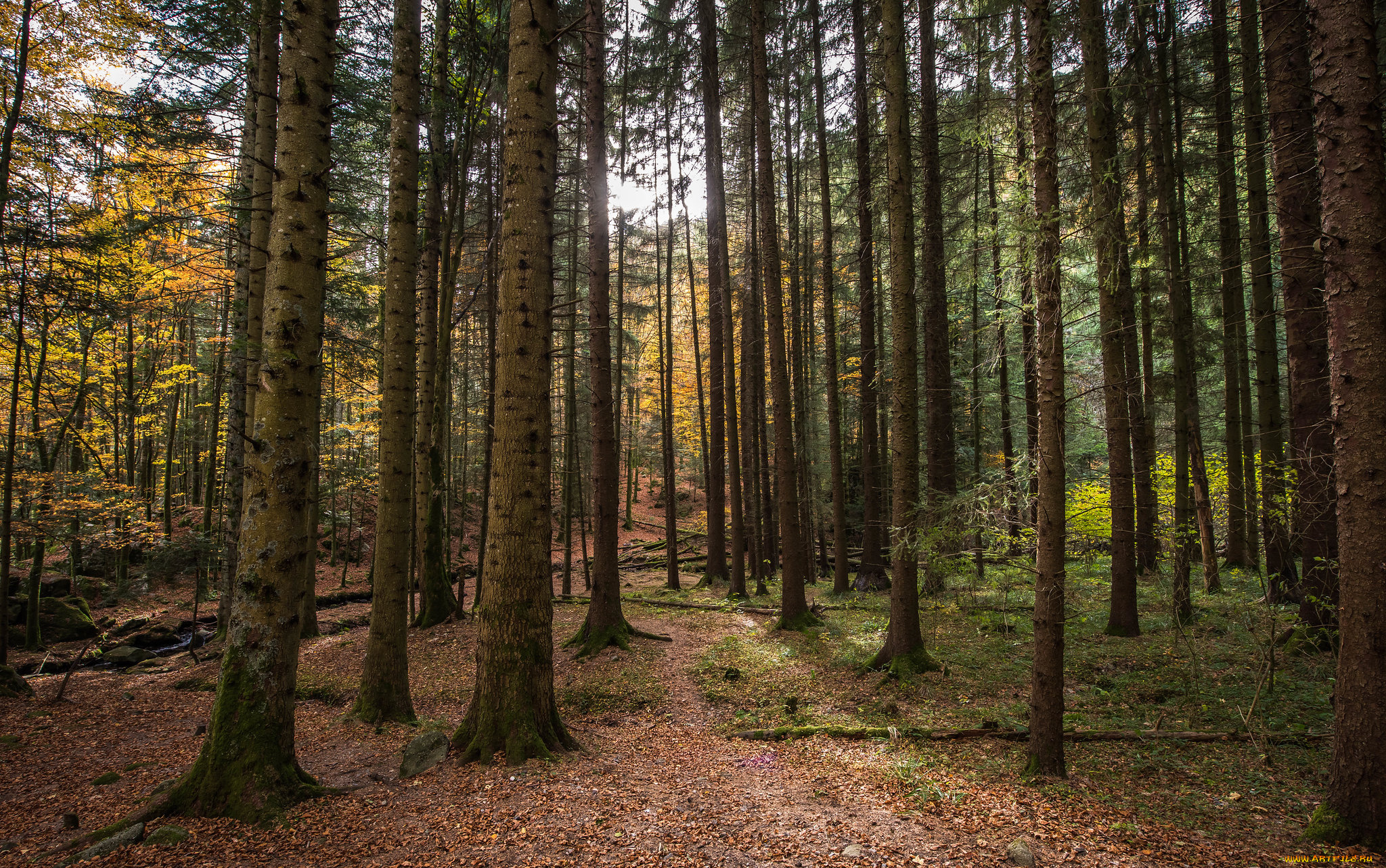 природа, лес, простор