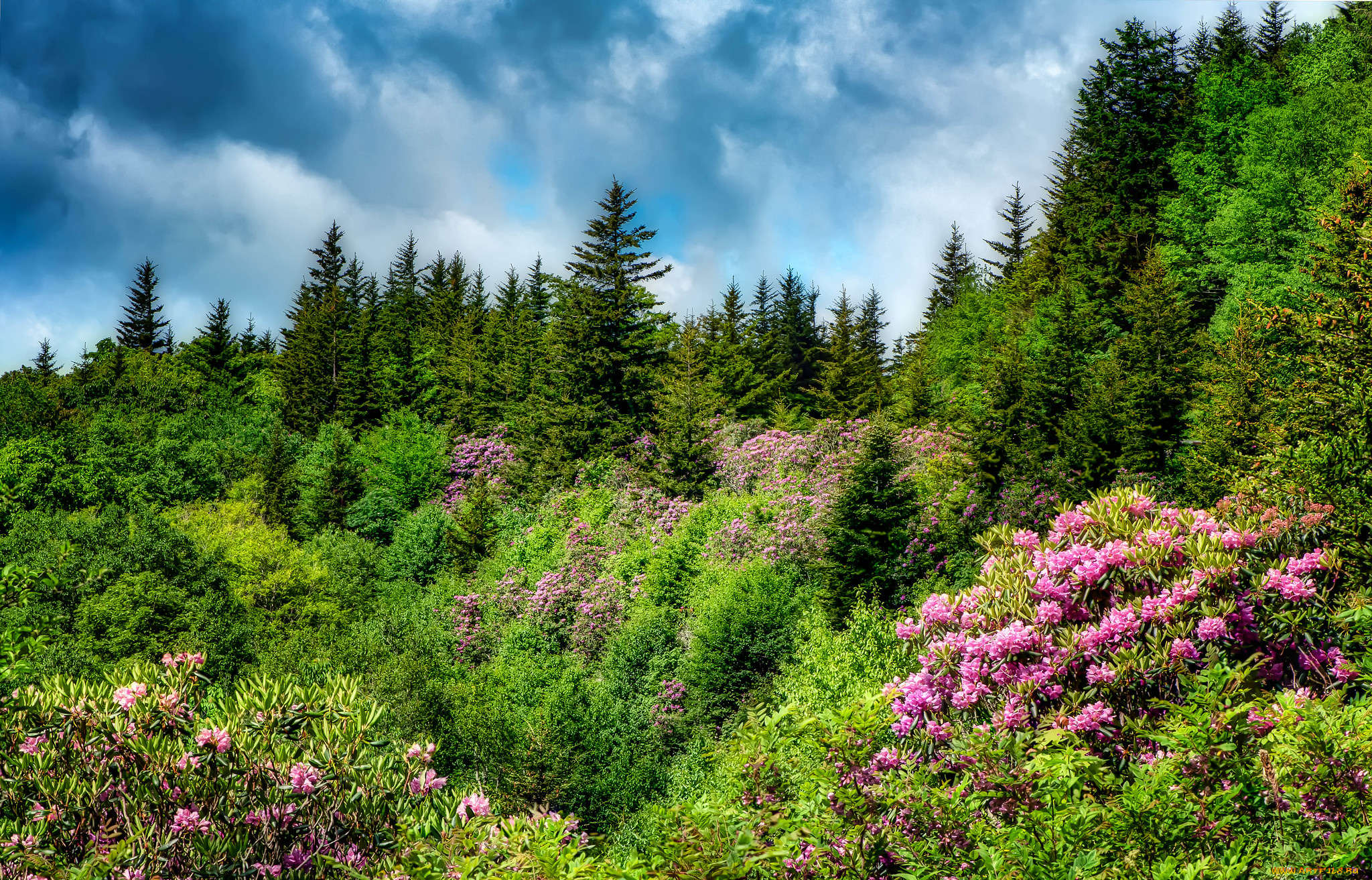 природа, лес, простор