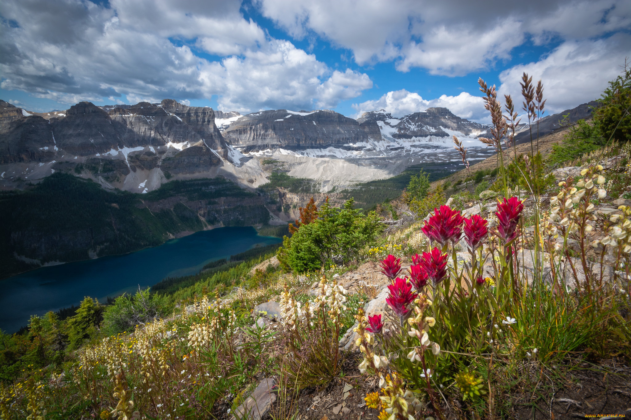 природа, луга, простор