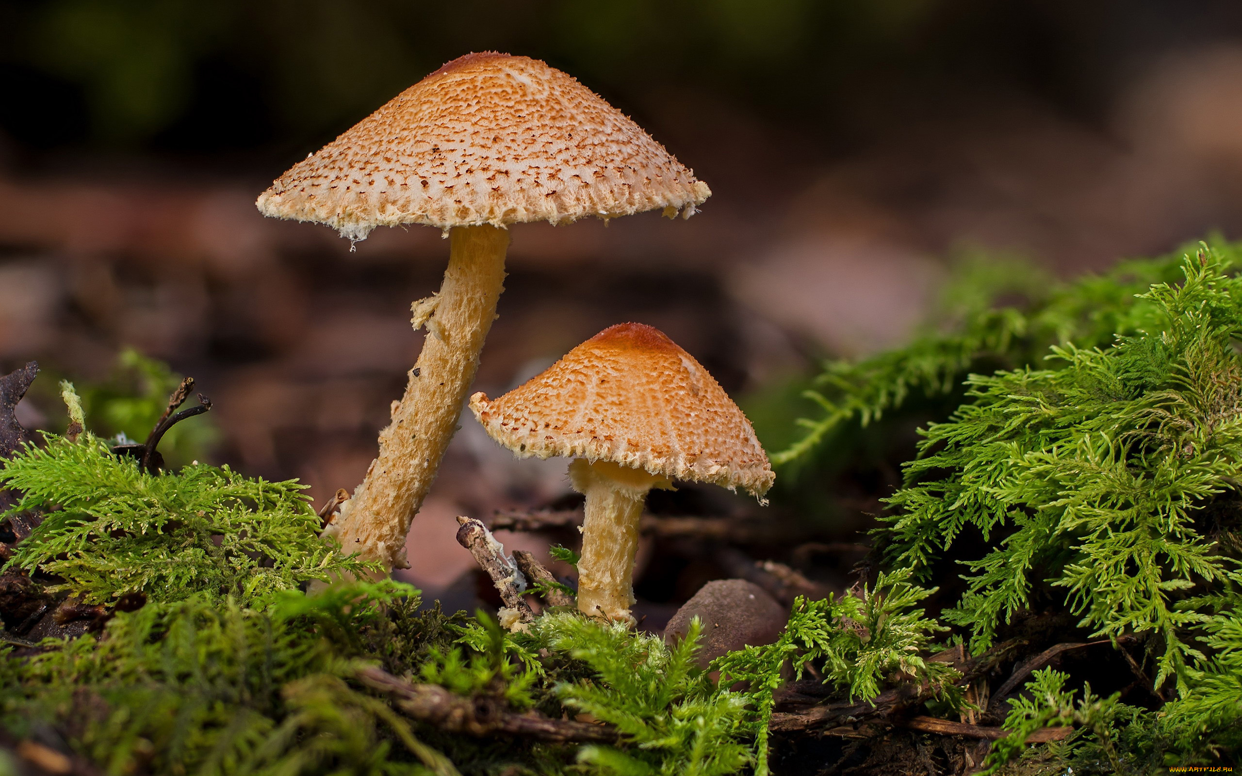природа, грибы, дуэт