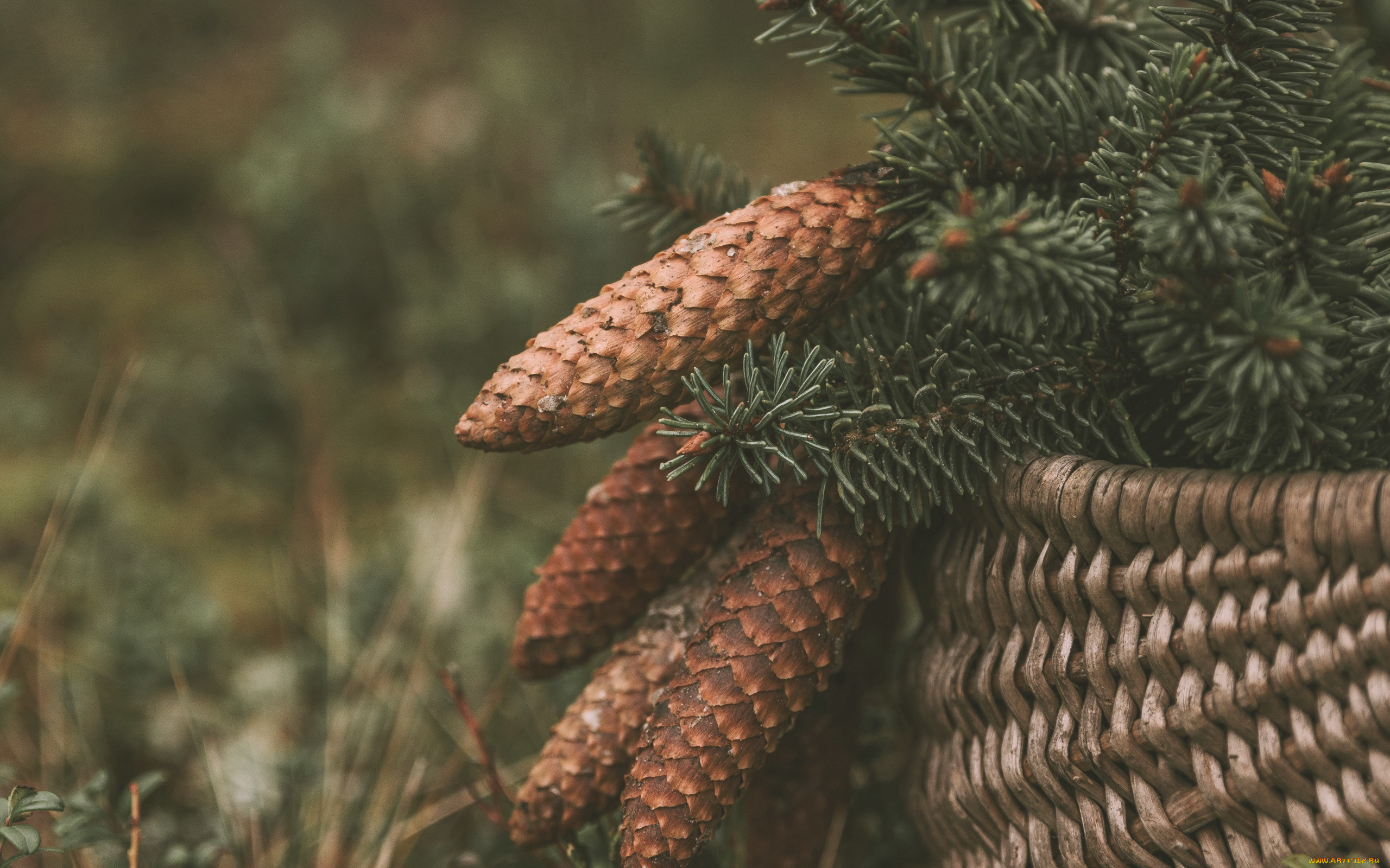 природа, шишки, , жёлуди, , каштаны