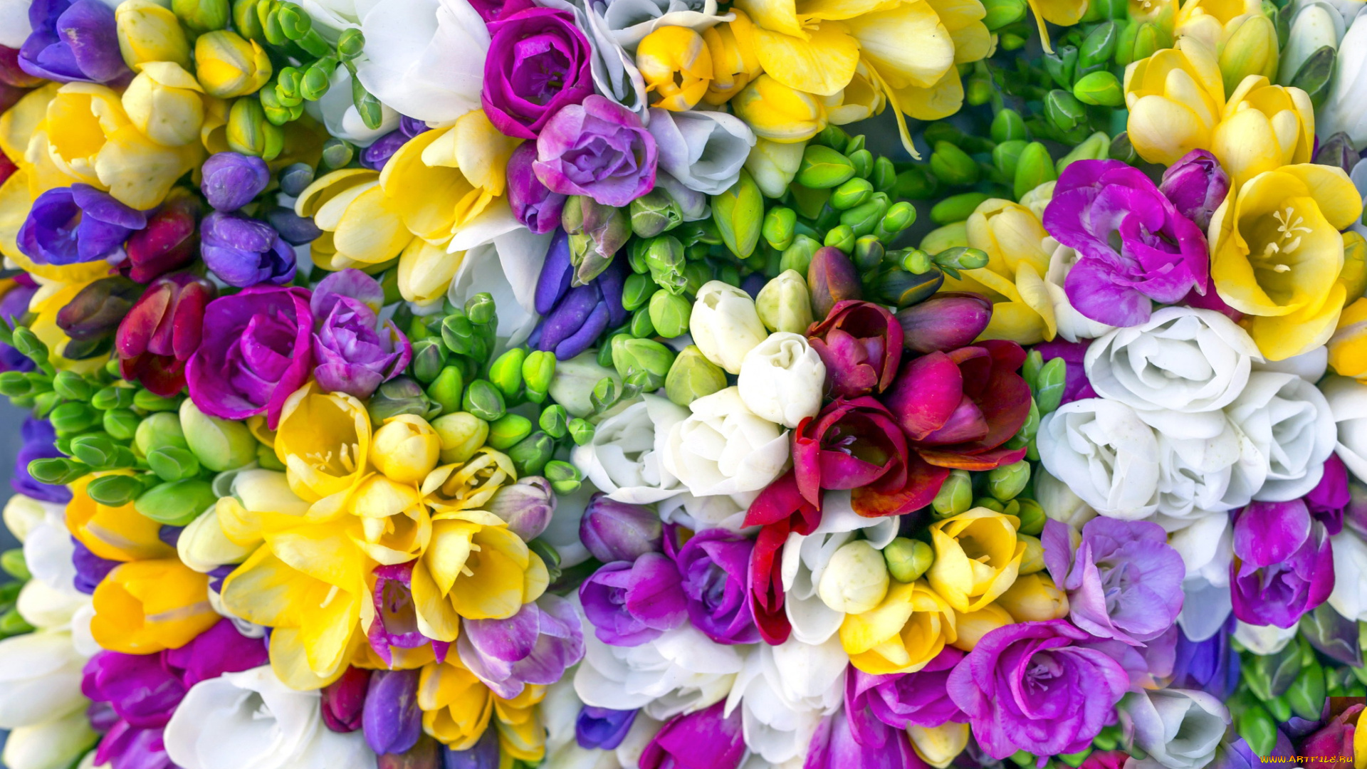 цветы, фрезия, разноцветная, много