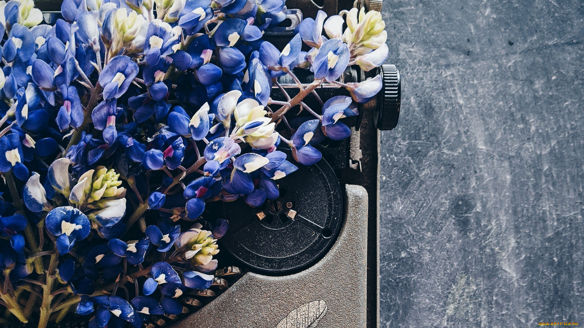 цветы, люпин, синий