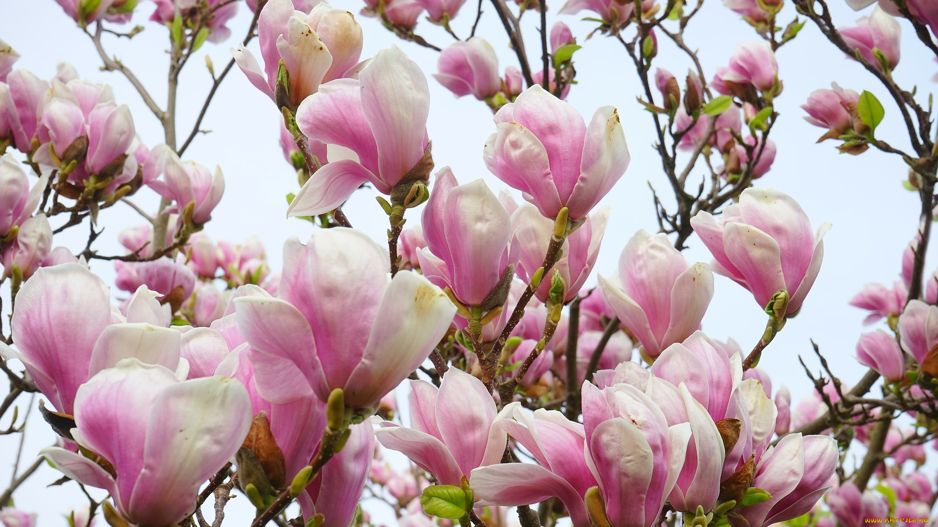 цветы, магнолии, весна, магнолия, цветущая
