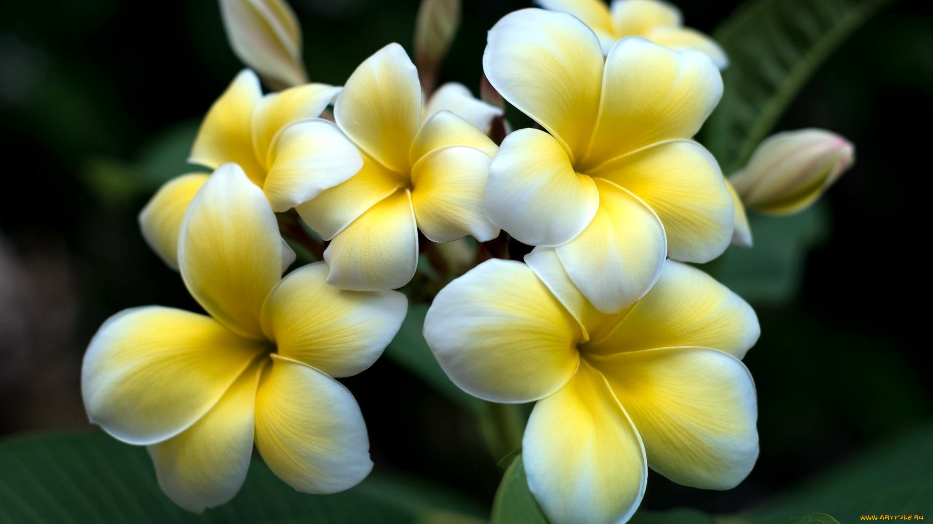 цветы, плюмерия, макро