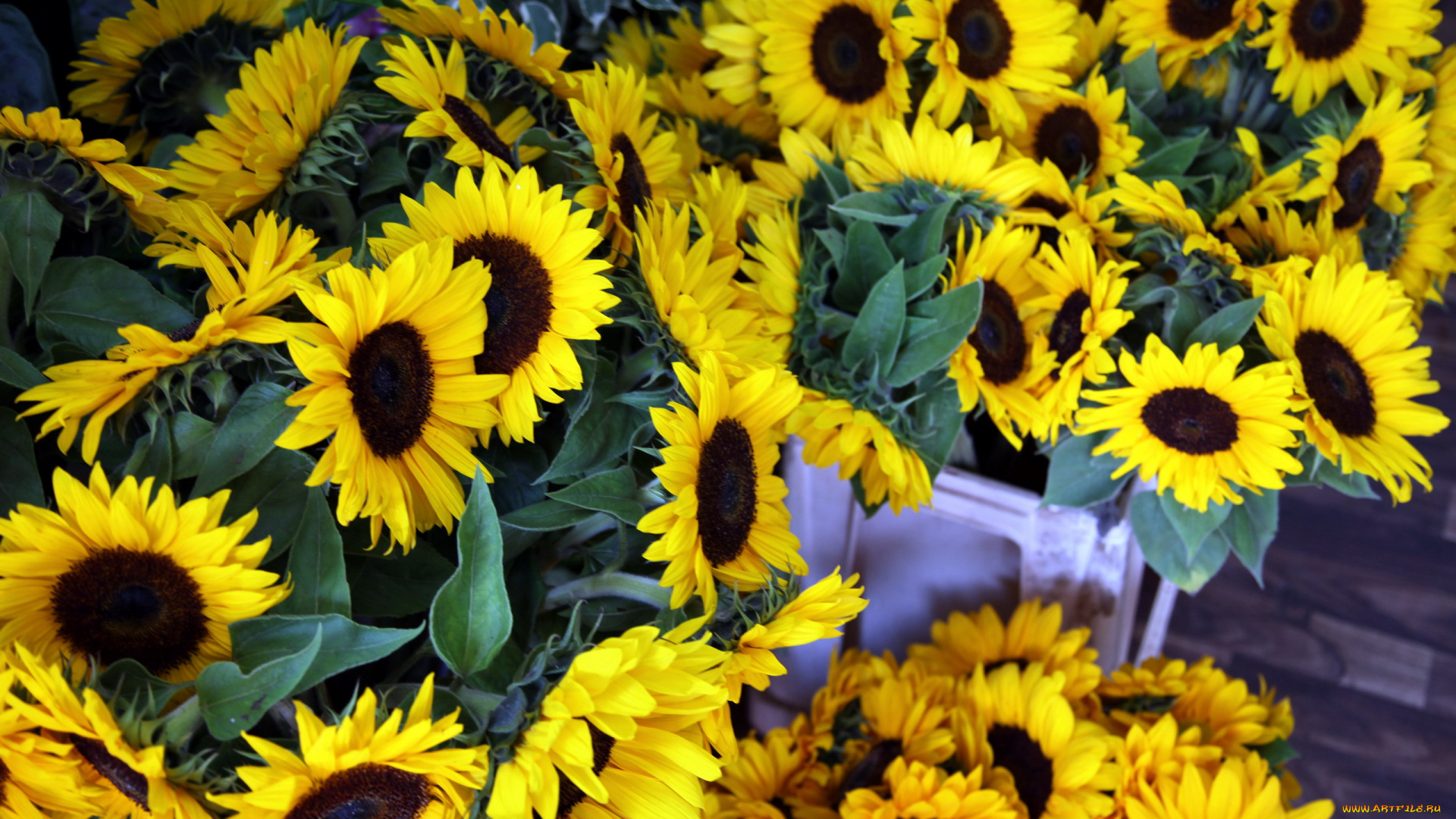 цветы, подсолнухи, подсолнух