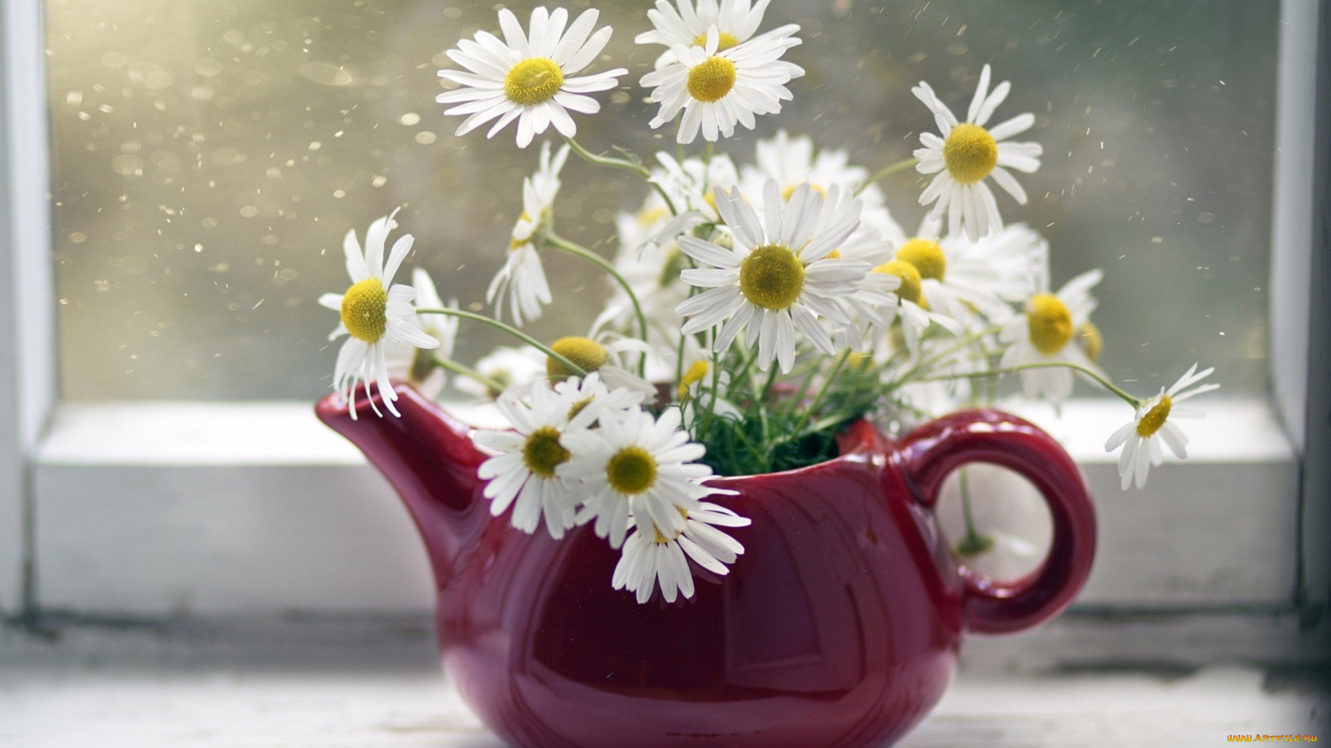 цветы, ромашки, чайник, букет