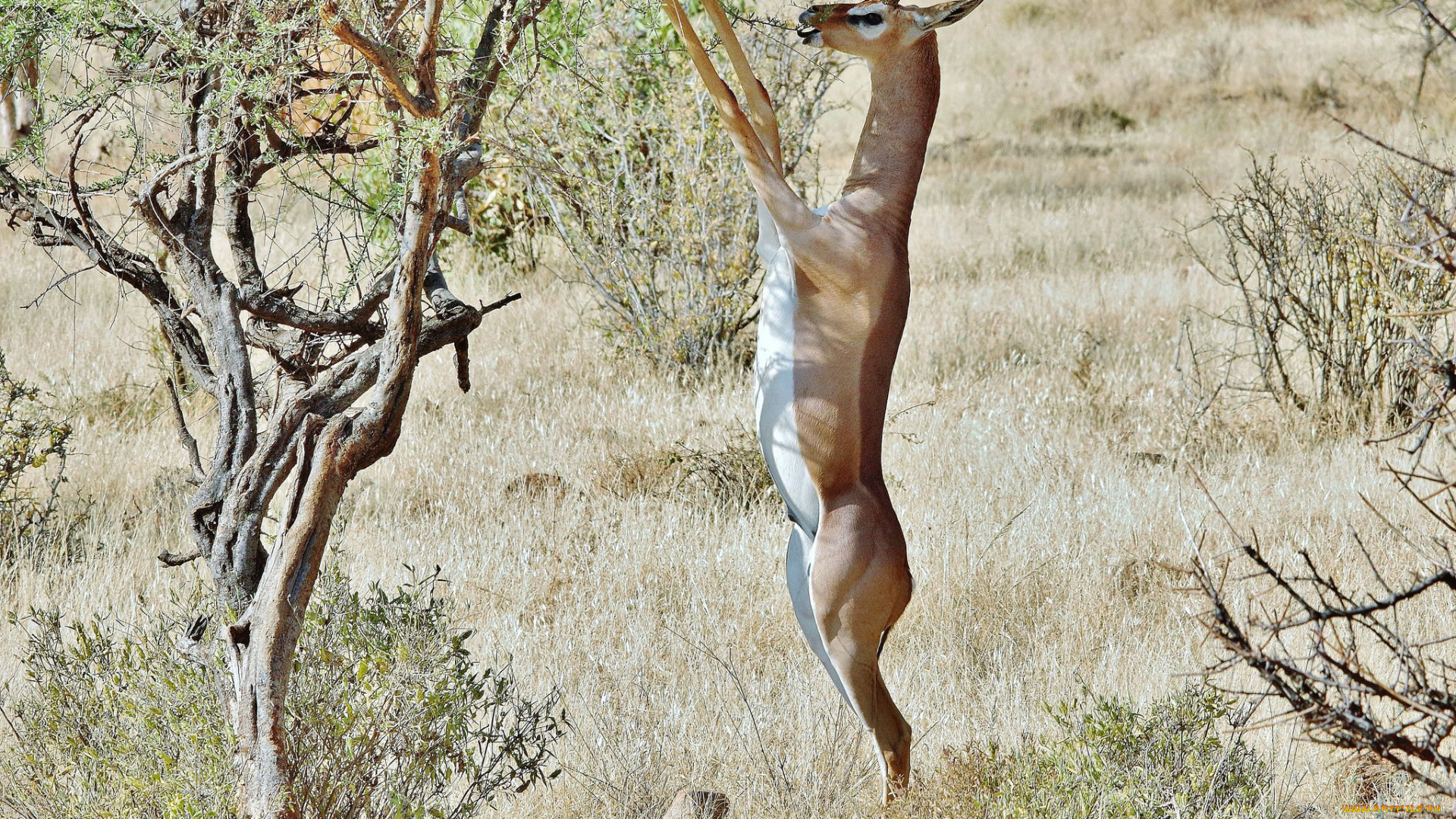 gerenuk, животные, антилопы, гаренук, антилопа, китопарнокопытные, полорогие, млекопитающие, гаренуки