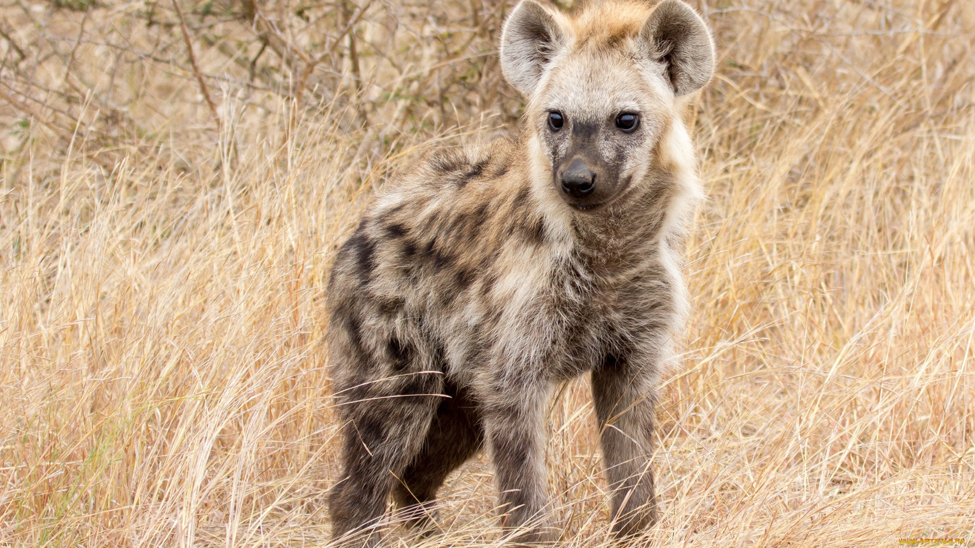 гиена, животные, гиены, , гиеновые, собаки, hyena, гиеновые, хищник, млекопитающее, шерсть, когти, оскал, зубы, африка