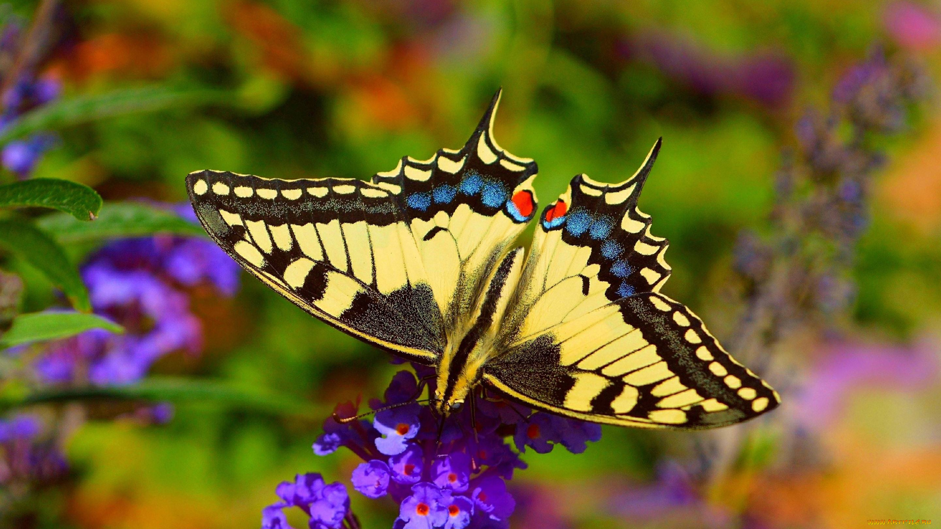 makhaon, животные, бабочки, , мотыльки, , моли, бабочка, махаон, чешуекрылые, парусники, хвостоносцы, махаоны, насекомые