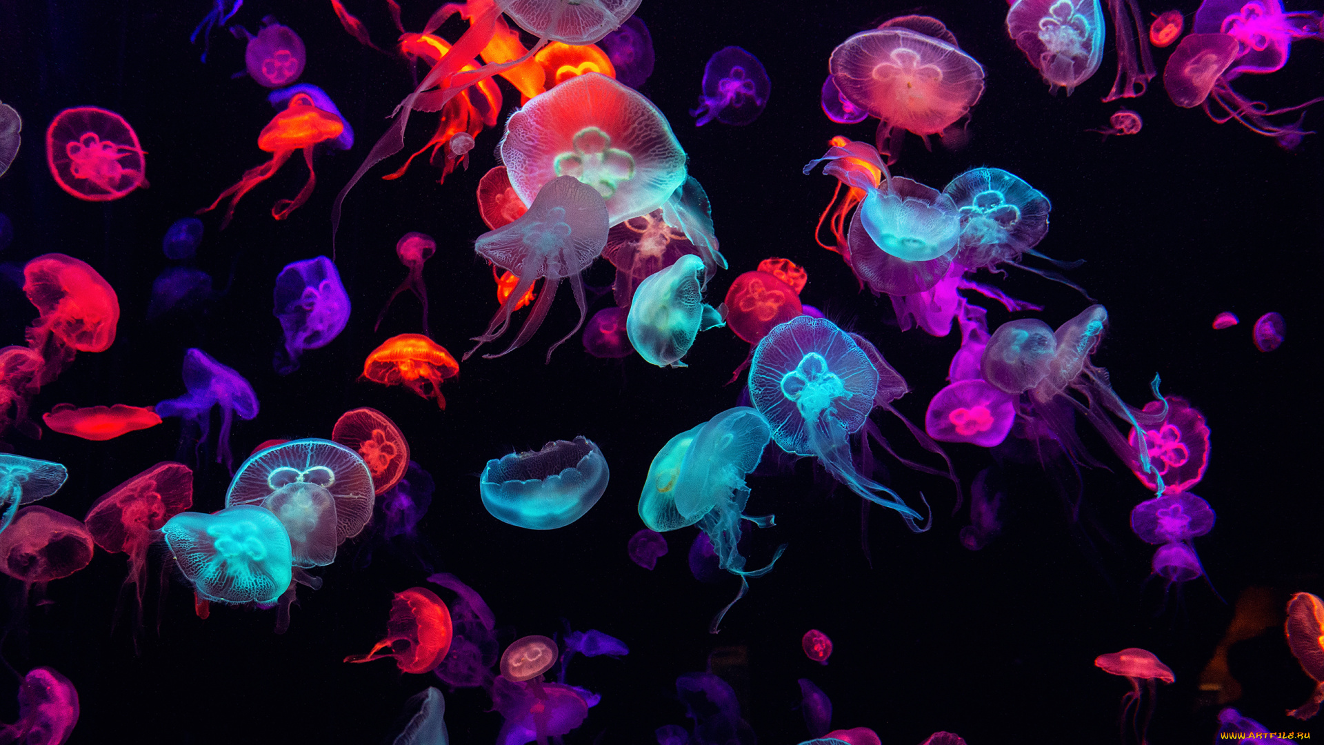 животные, медузы, медуза, подводный, мир, организм, море, океан, вода, гидроидные, сцифоидные