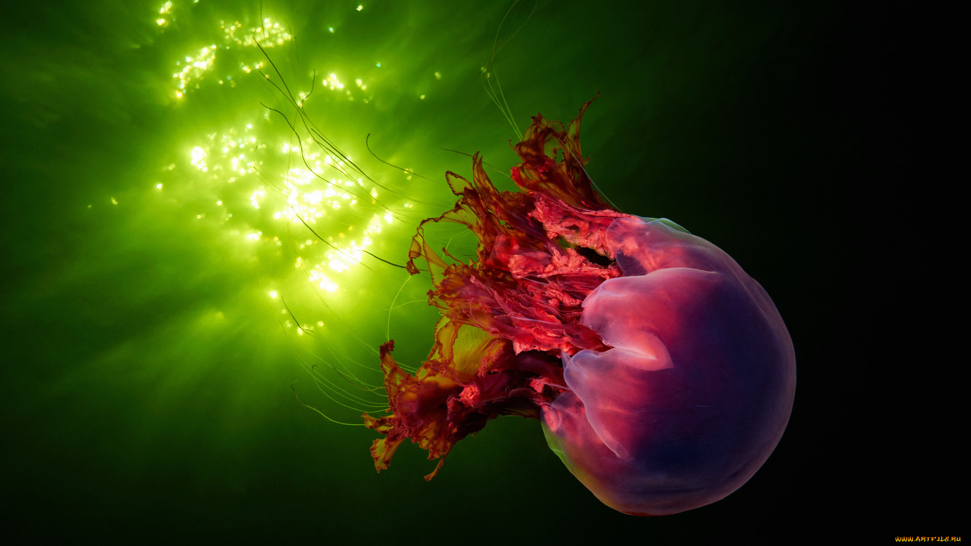 животные, медузы, медуза, подводный, мир, организм, море, океан, вода, гидроидные, сцифоидные