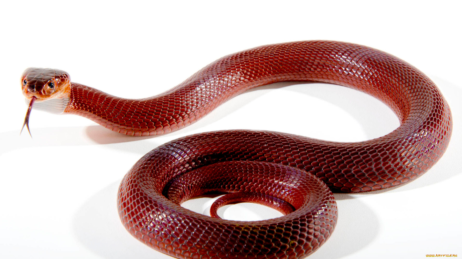 животные, змеи, , питоны, , кобры, змея, пресмыкающиеся, чешуйчатые, хордовые