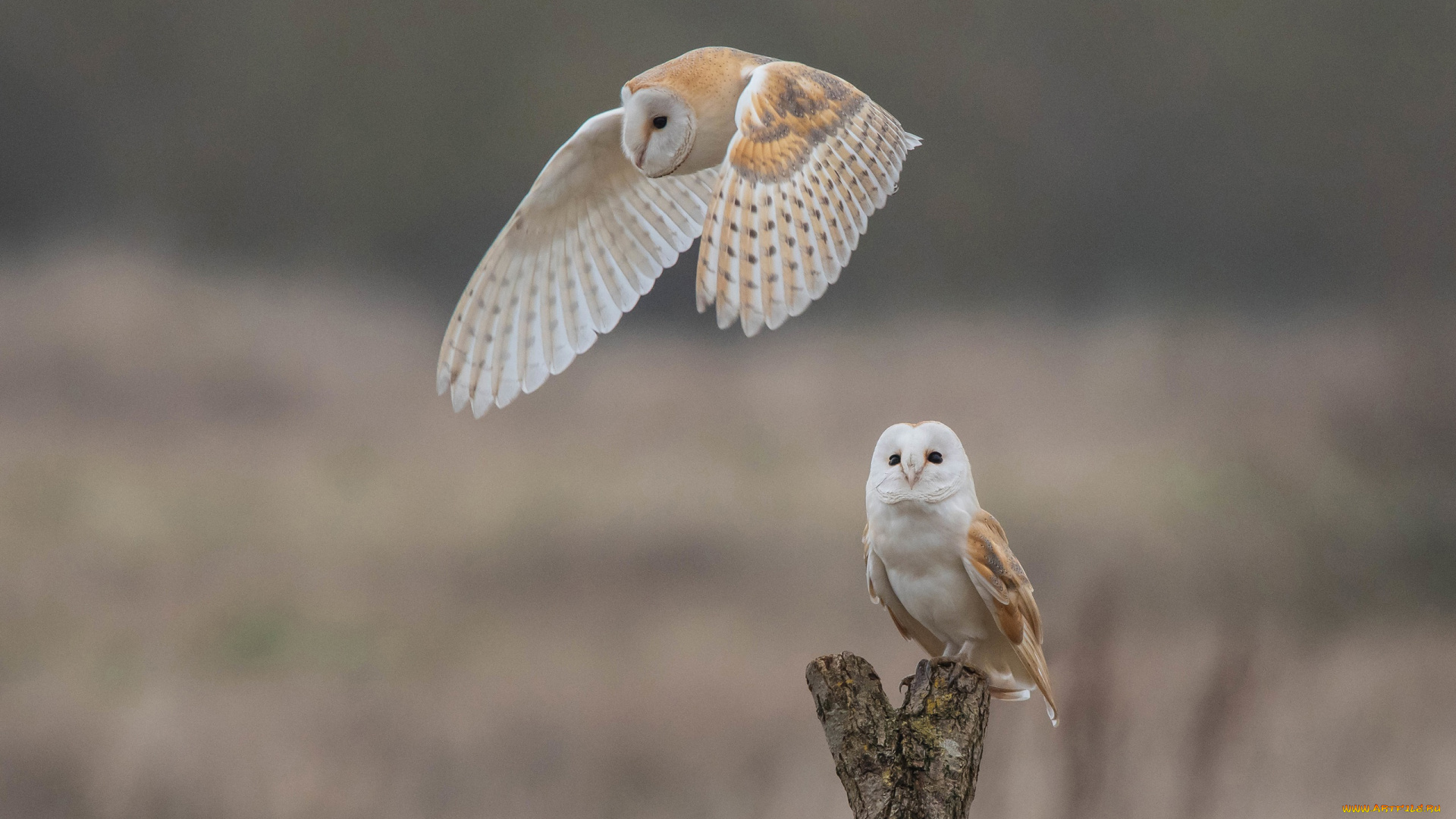 золотистая, сипуха, животные, совы, золотистая, сипуха, сипухи, сипуховые, птица, хищник, совообразные, перья, клюв, когти