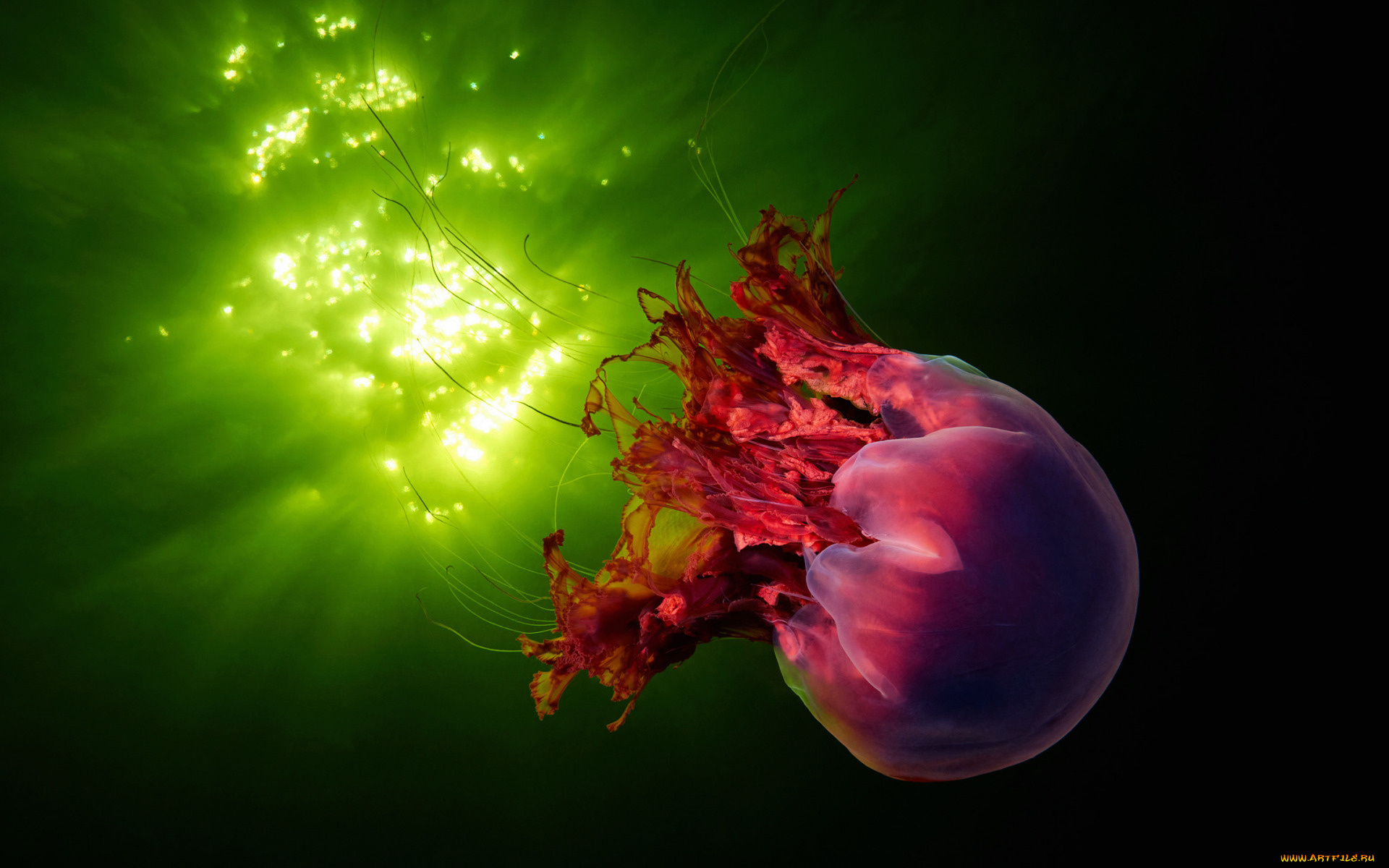 животные, медузы, медуза, подводный, мир, организм, море, океан, вода, гидроидные, сцифоидные